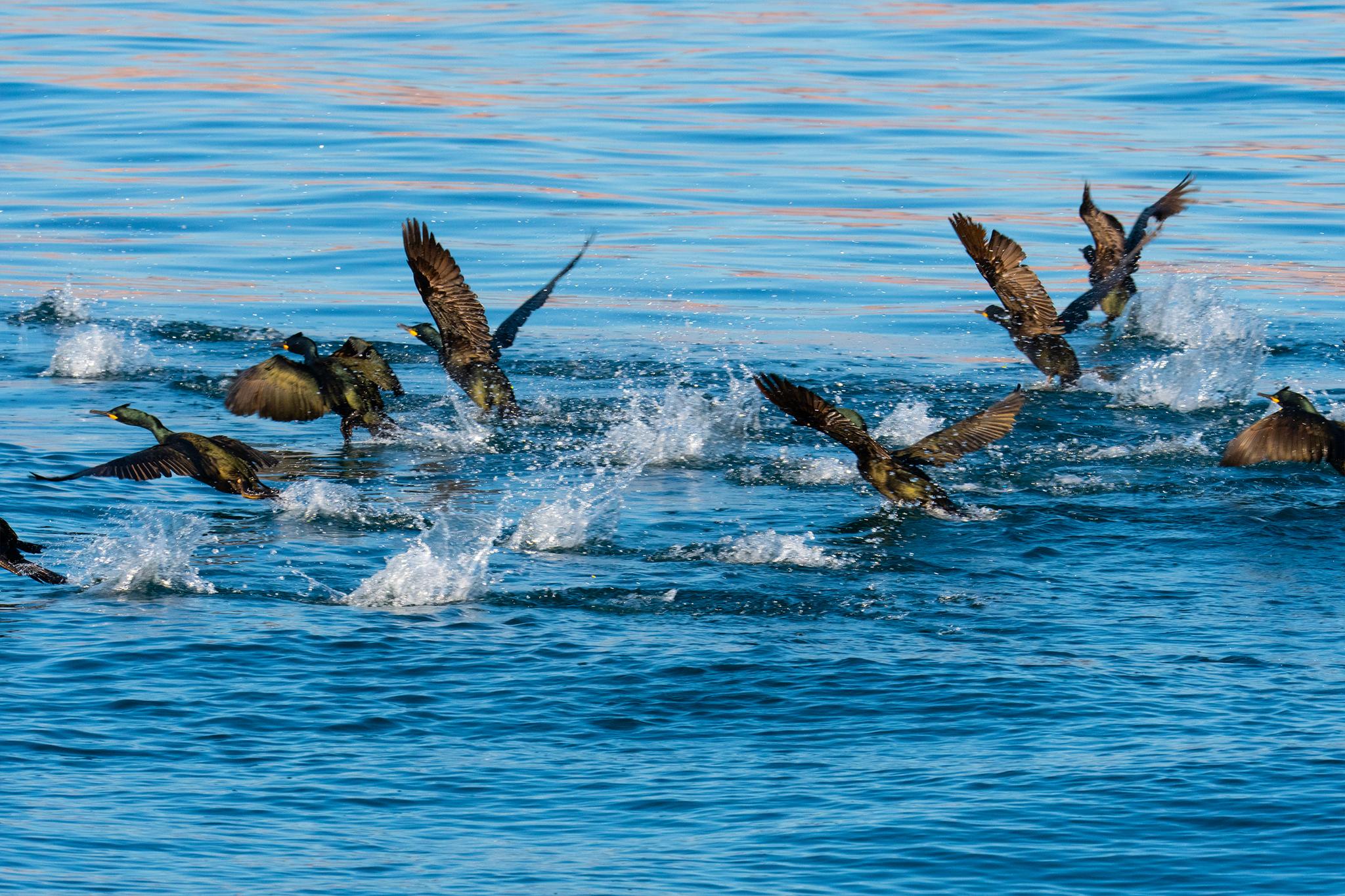 Cormorán moñudo