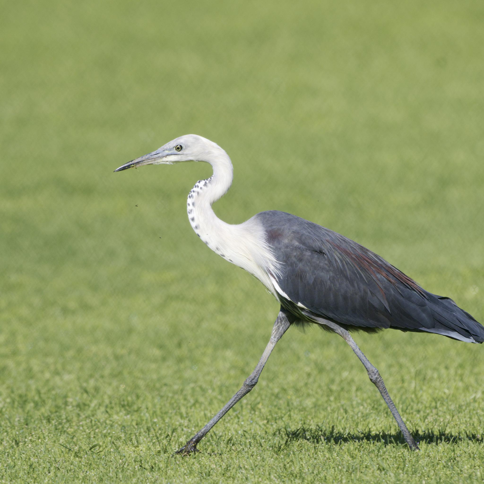 Garza de Cuello Blanco