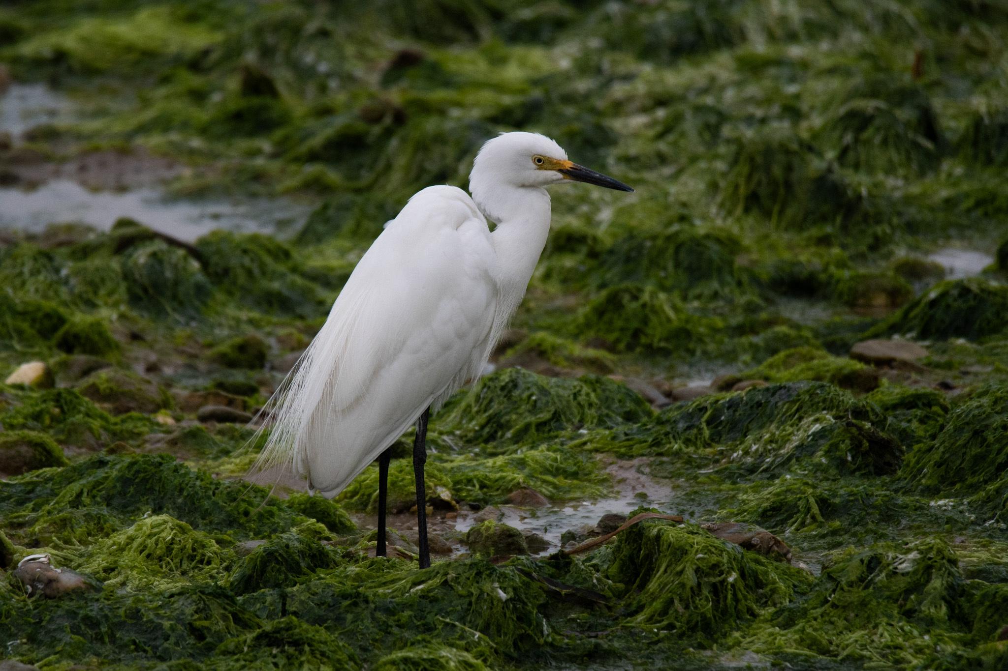 Medium Egret