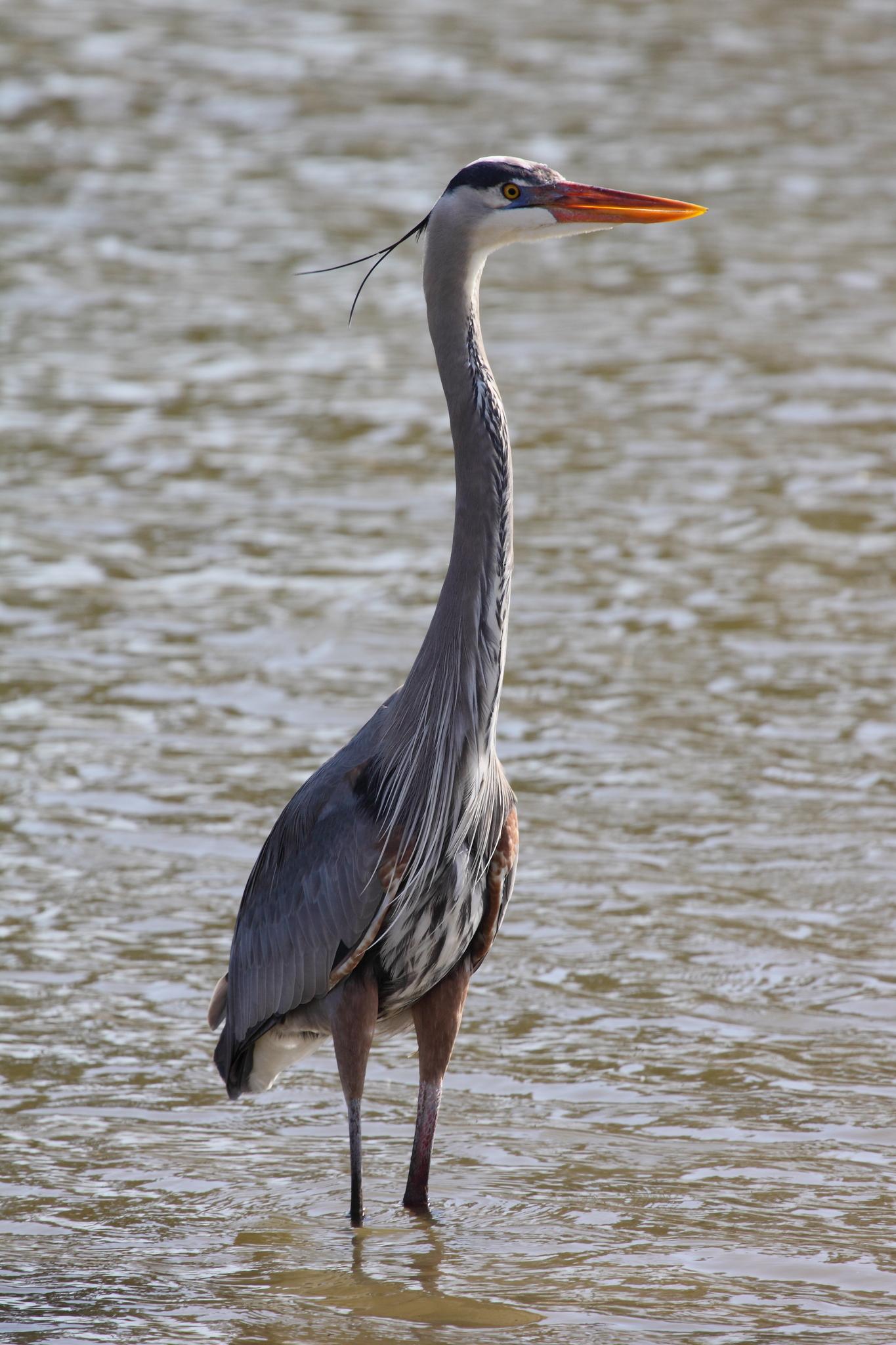 Garza morena