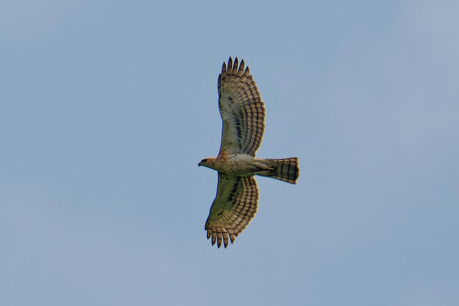 Águila congoleña