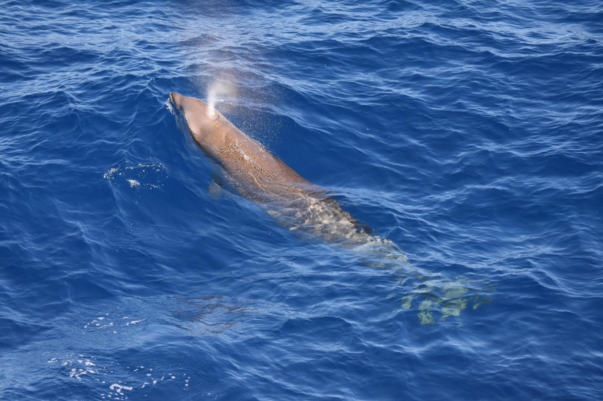 Ballena picuda de Couvier