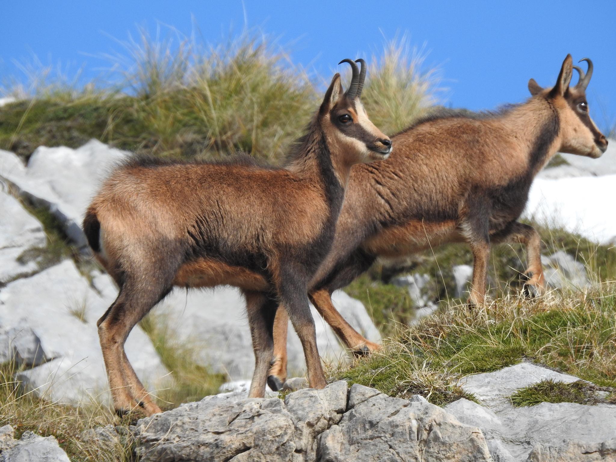 Gamuza De Los Abruzzos