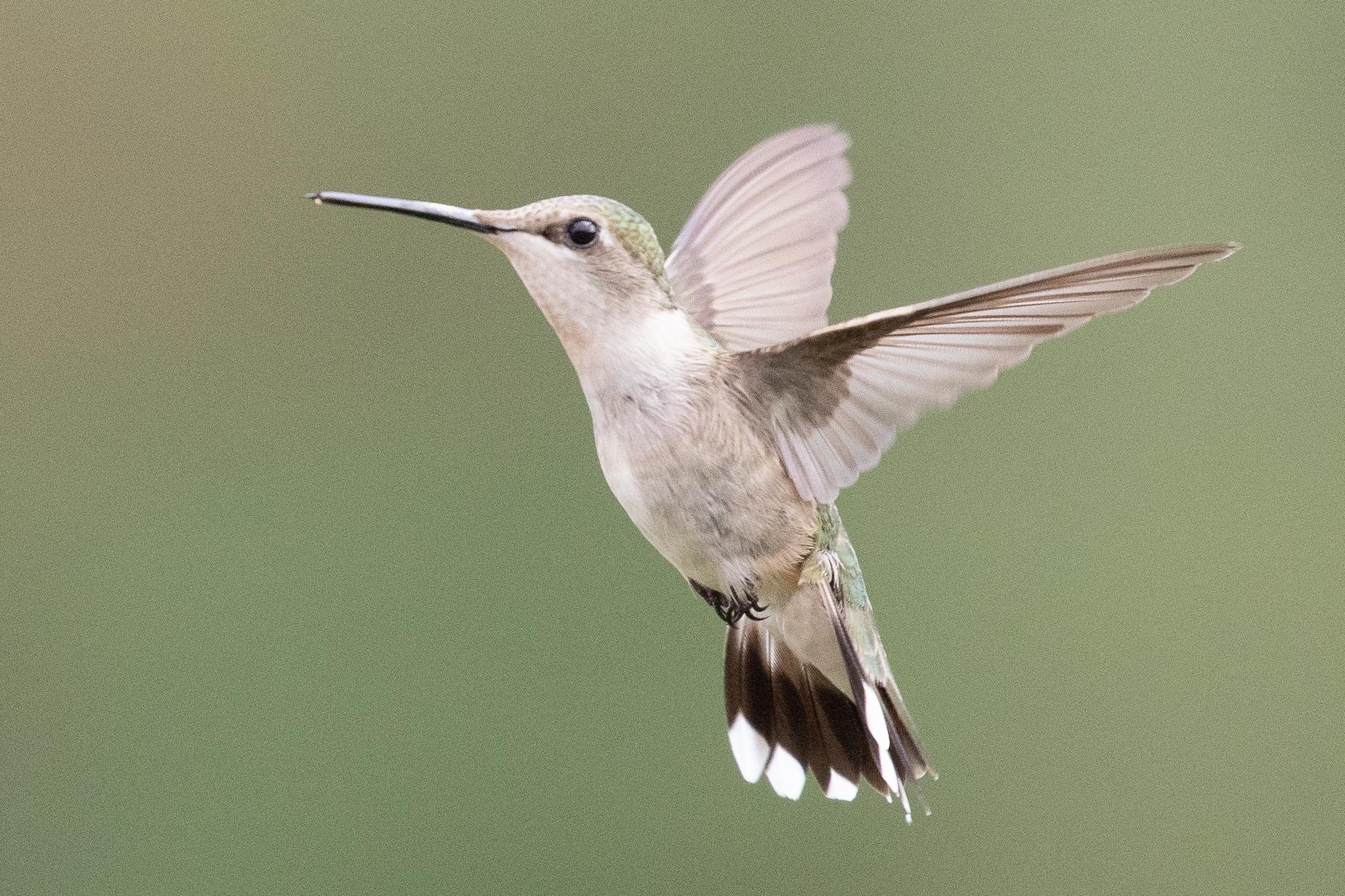 Colibríes y vencejos