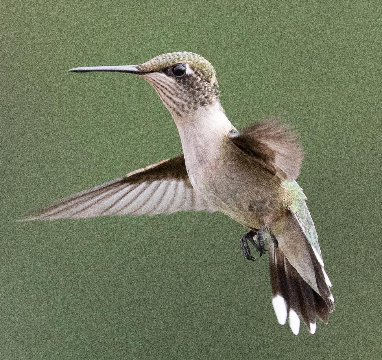 Trochilinae