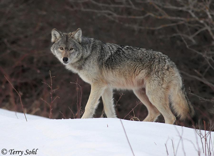 Lobo gris