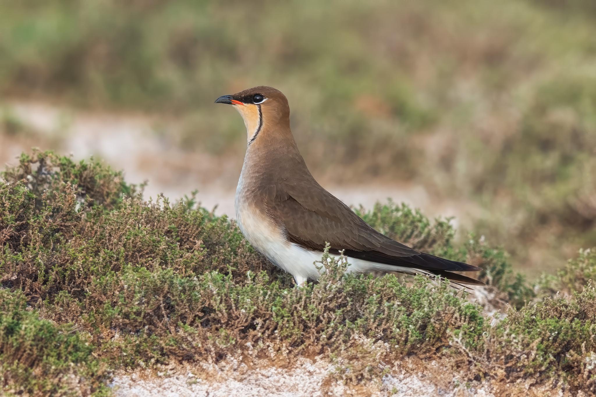 Canastera Alinegra