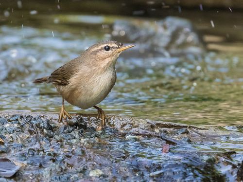 Mosquitero Sombrío