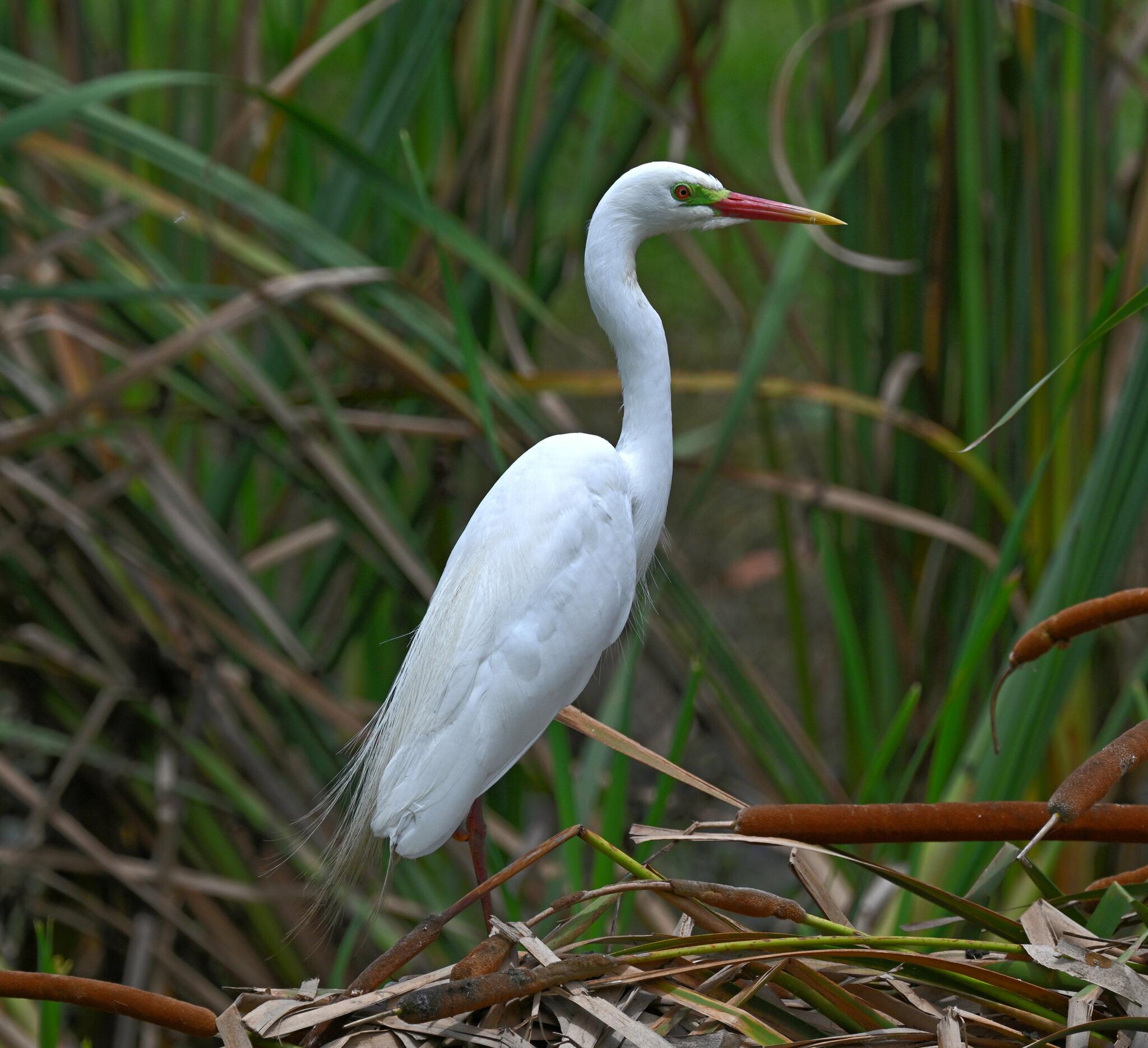 Garceta plumífera