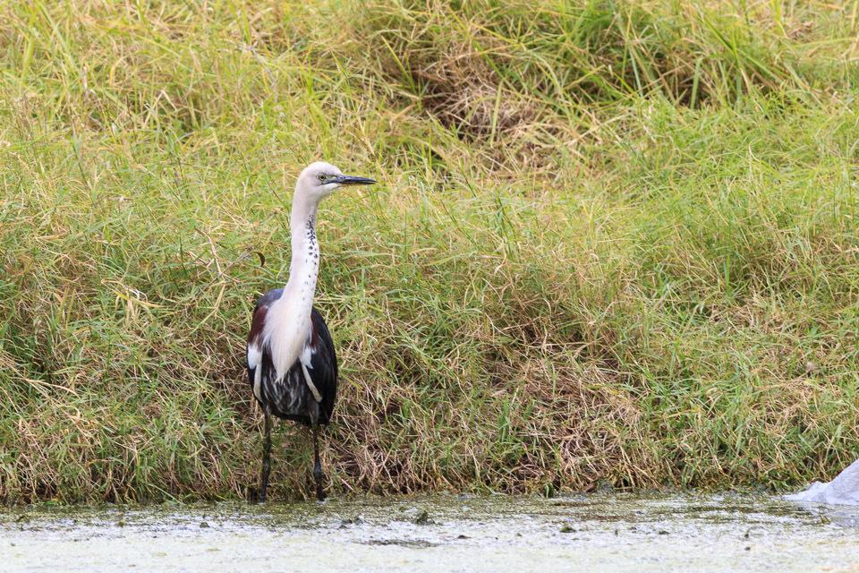 Garza de Cuello Blanco