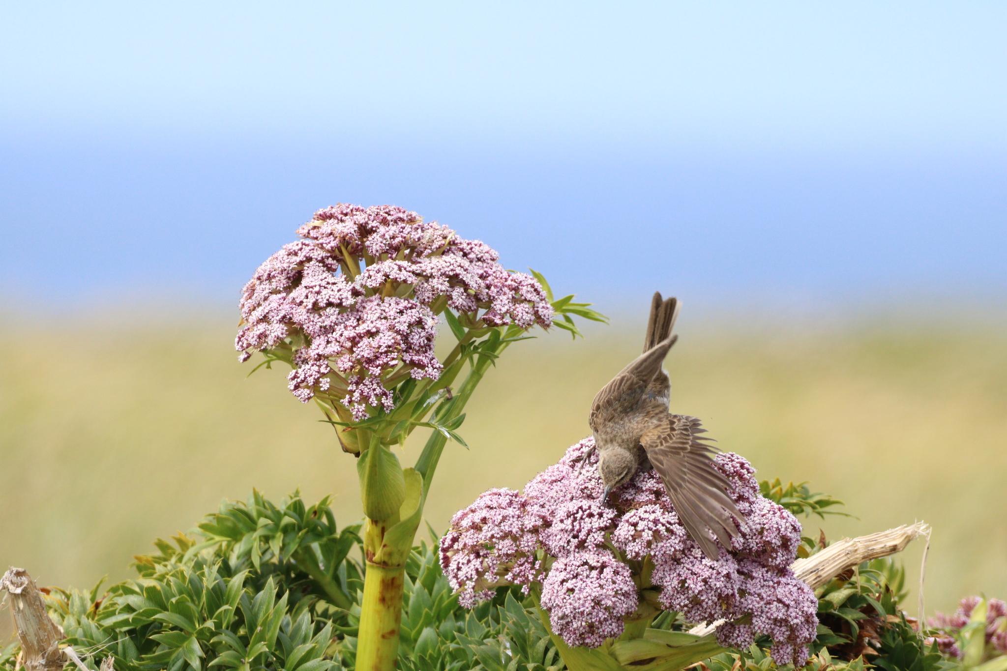 Anthus novaeseelandiae