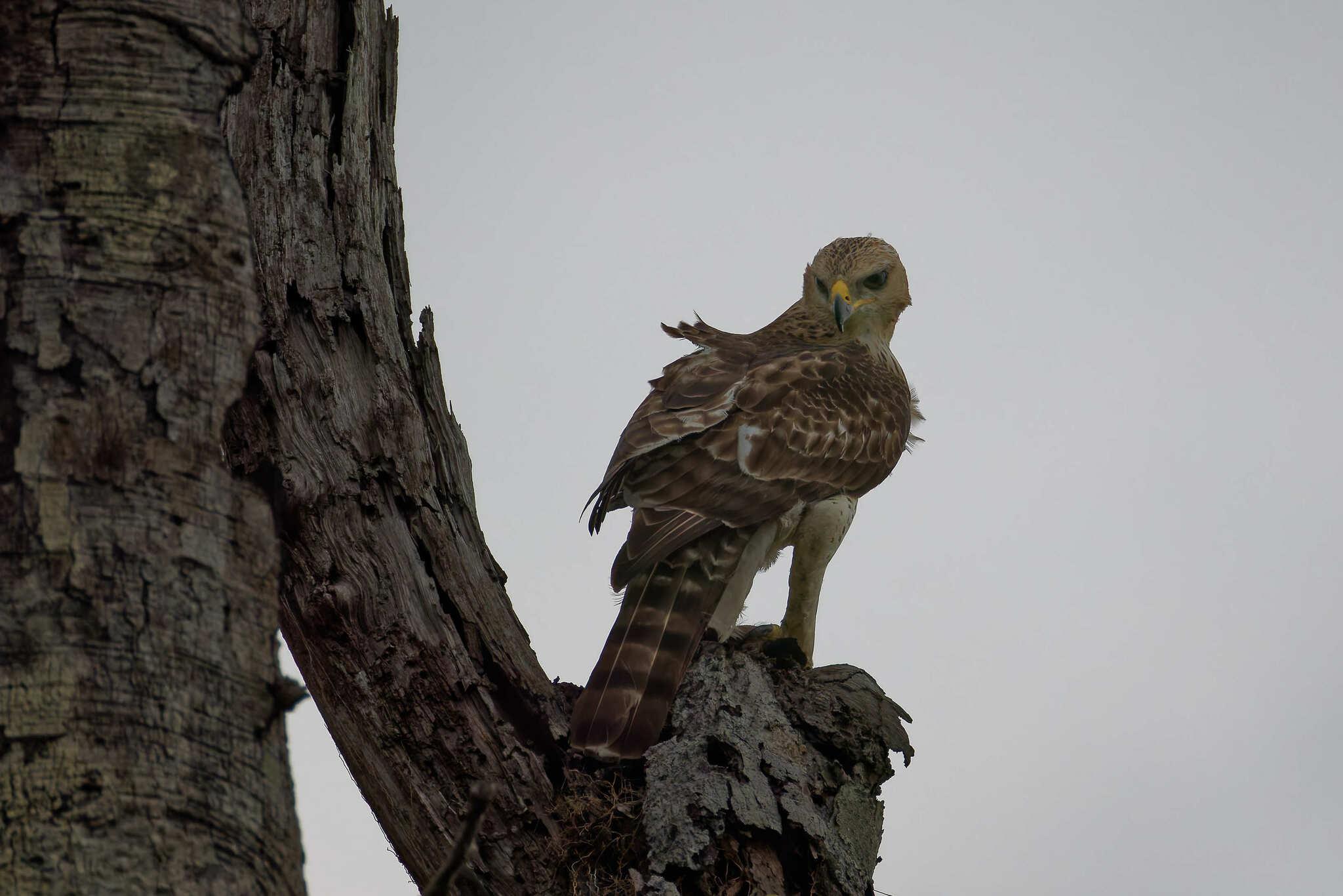 Águila congoleña