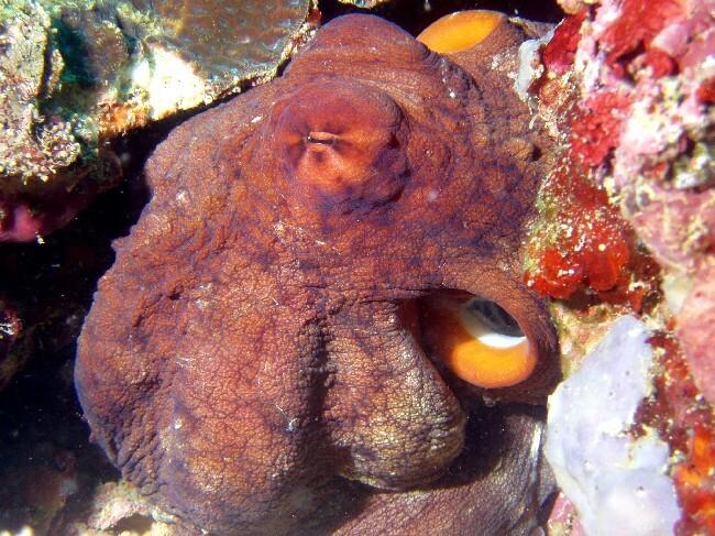Pulpo azul