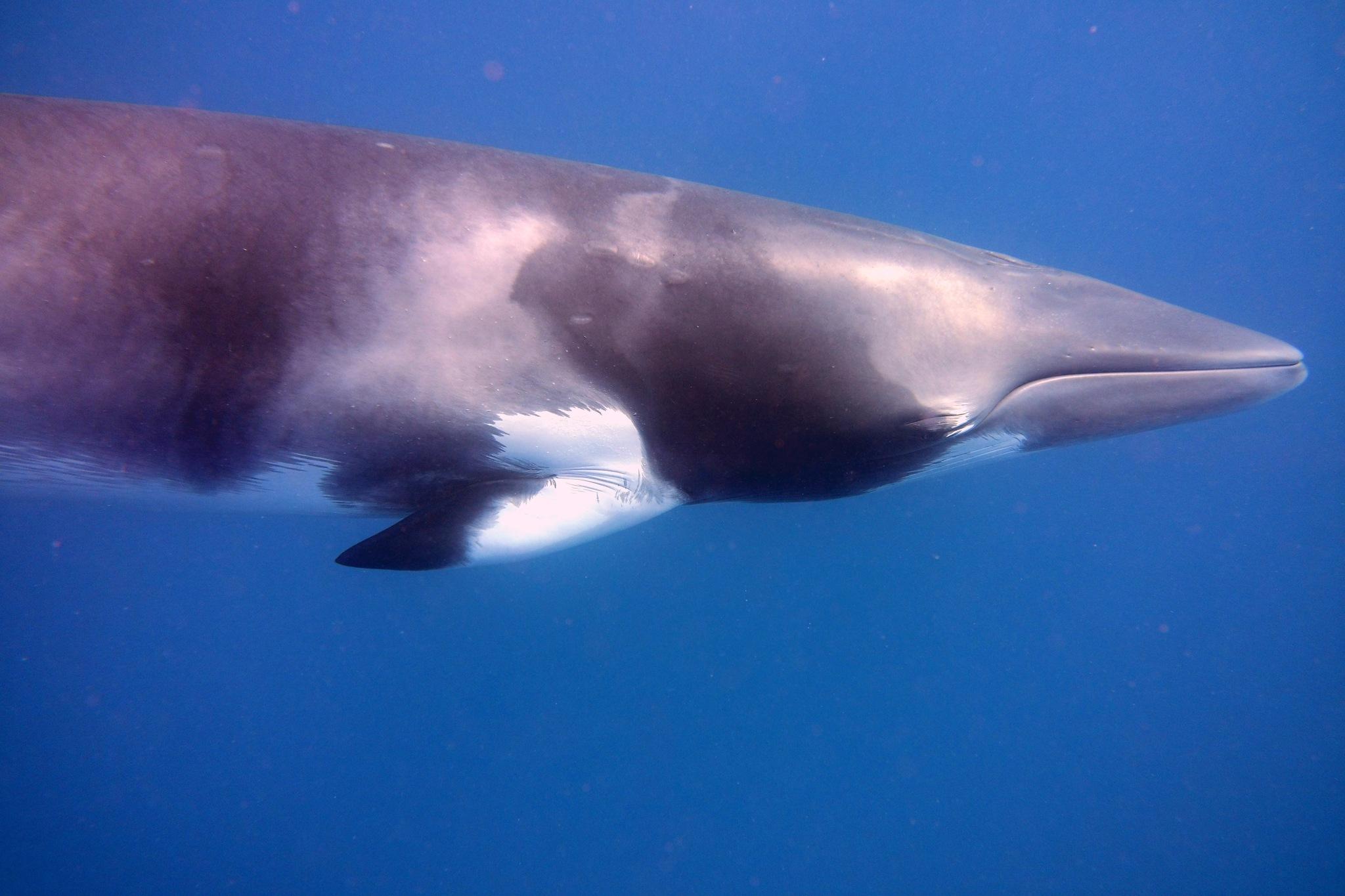 Ballena menor