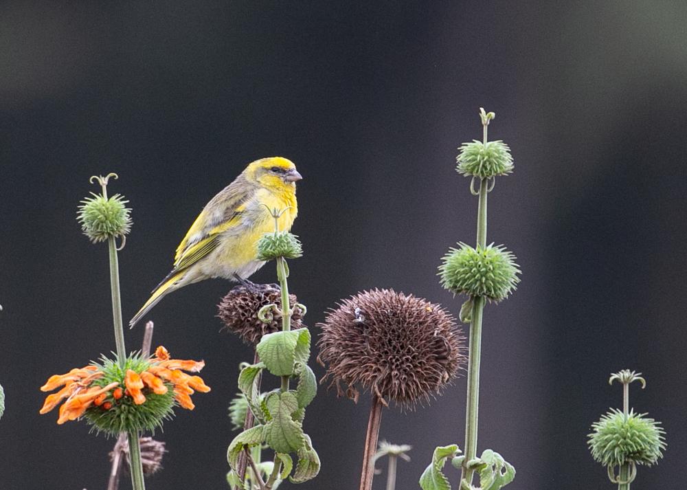 Yellow-crowned Canary