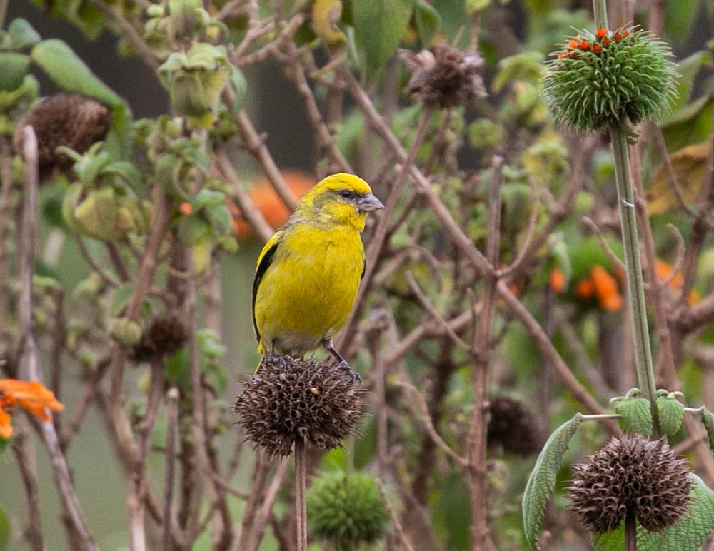 Yellow-crowned Canary