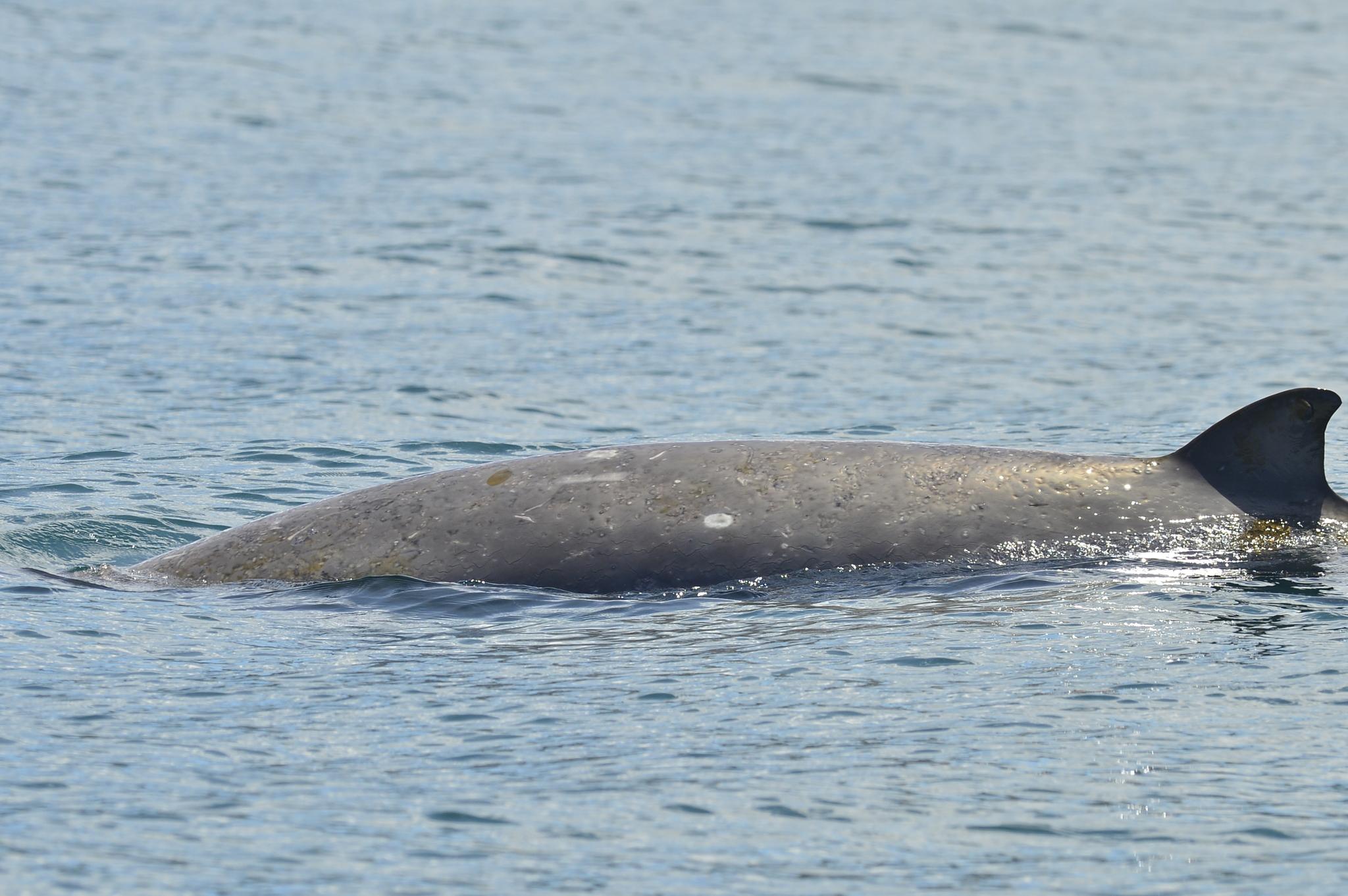 Ballena De Pico De Gray