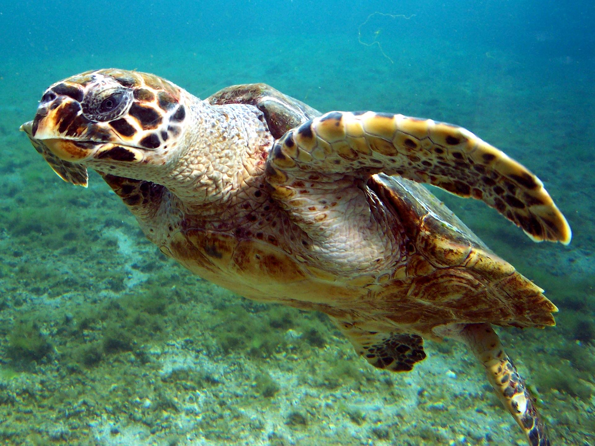 Tortuga carey