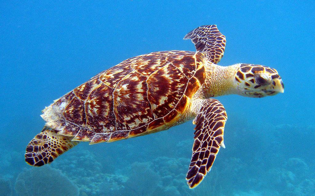 Tortuga carey