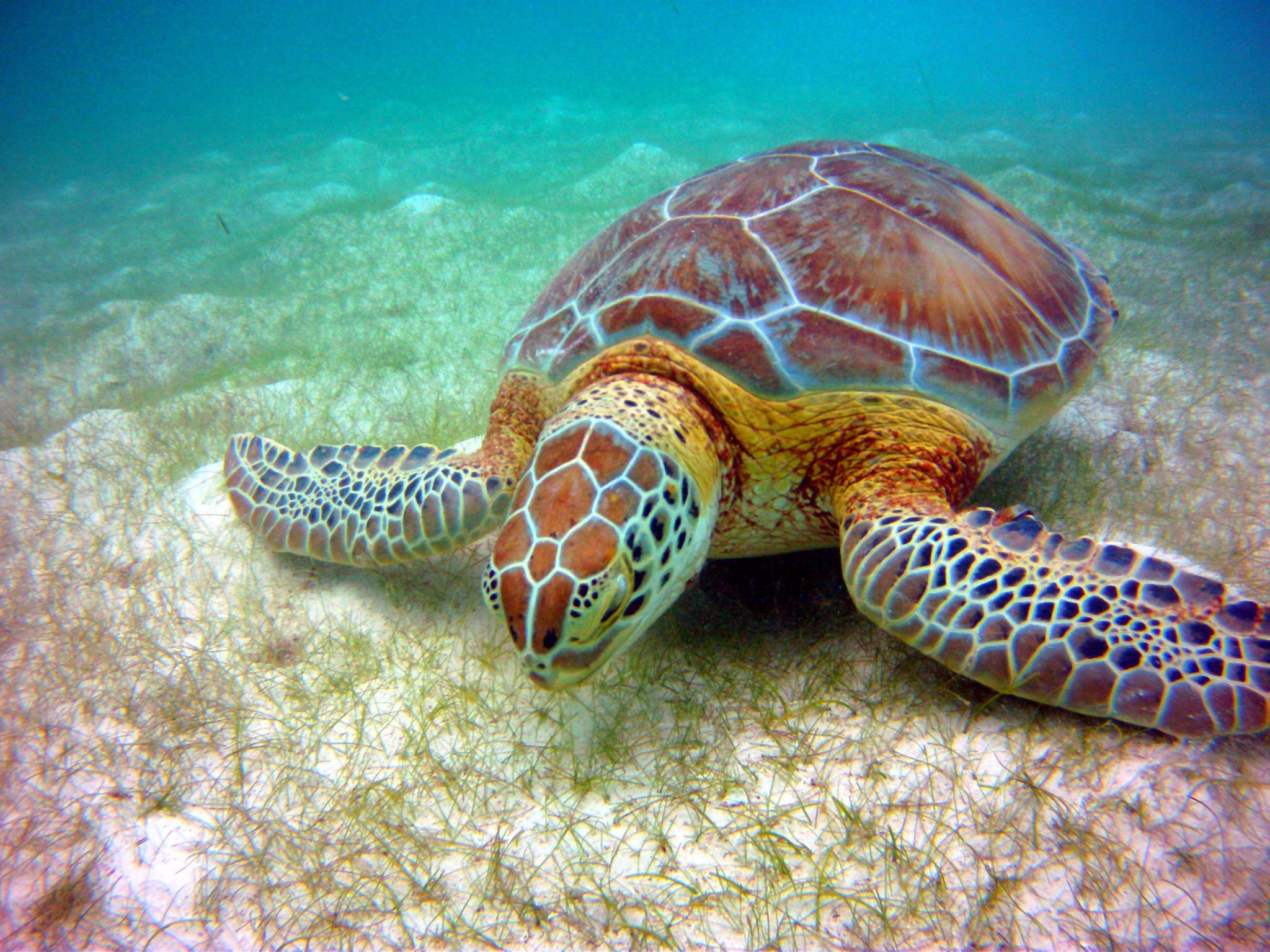 Tortuga verde