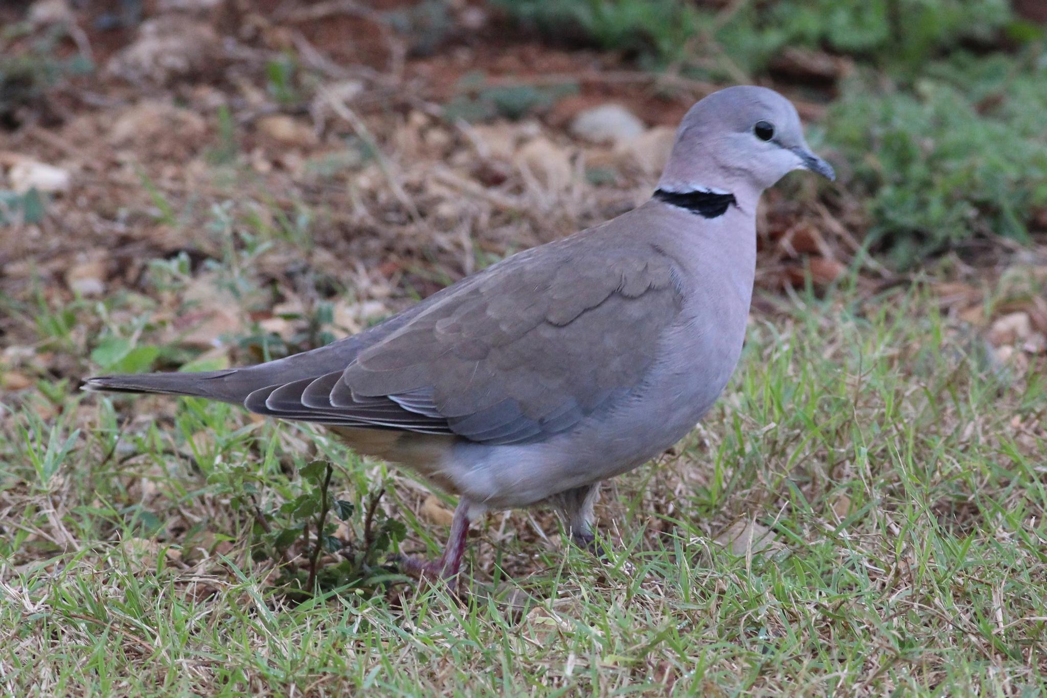 Cape Turtle Dove
