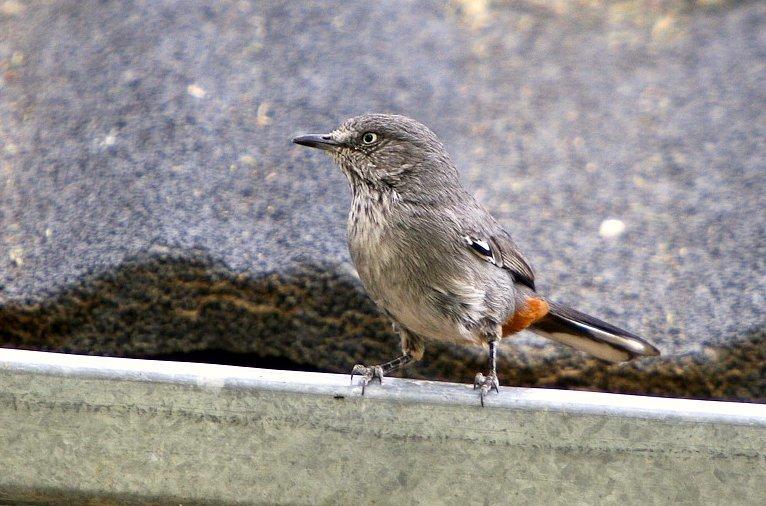 Chestnut-vented Warbler