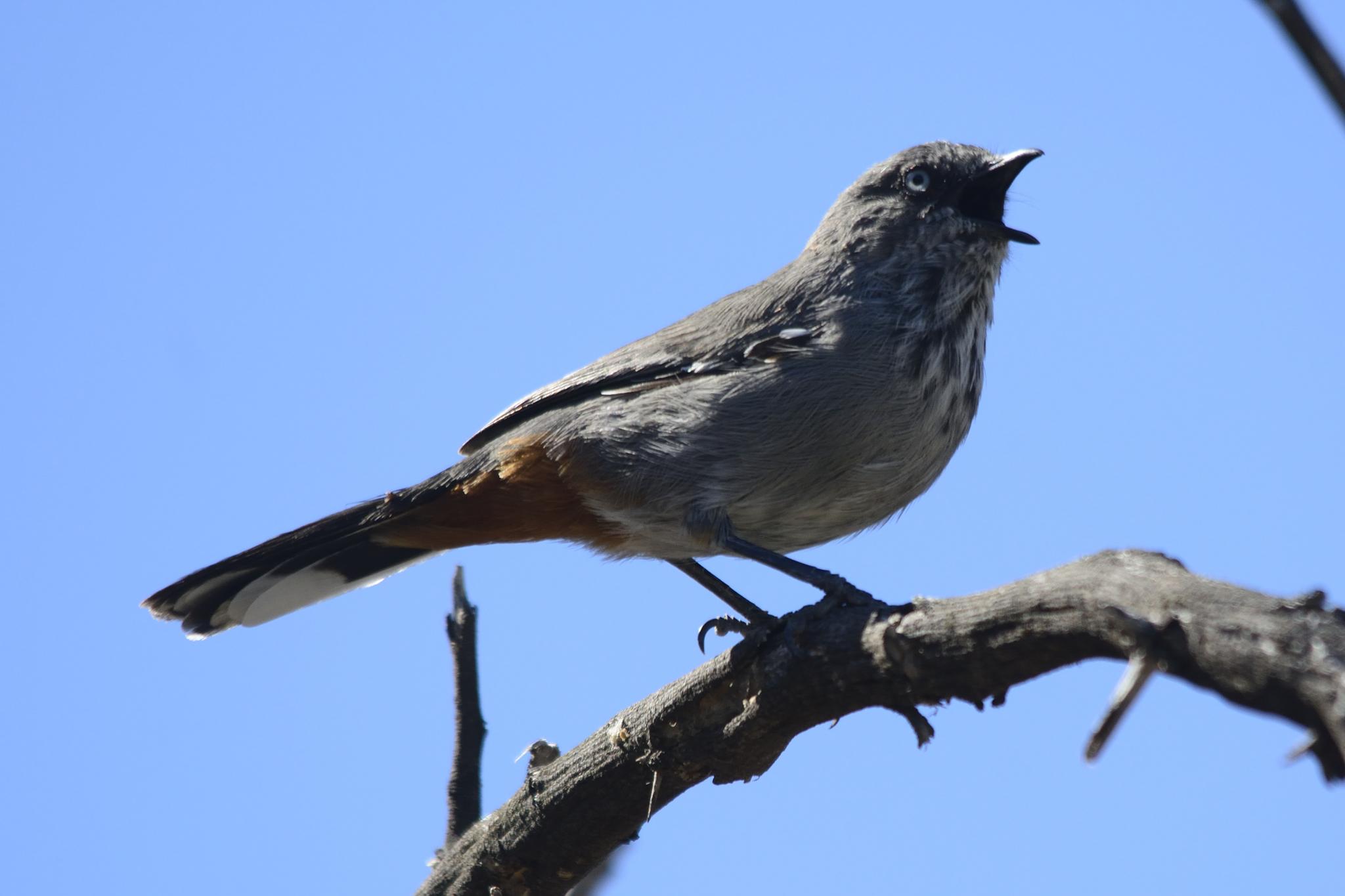 Chestnut-vented Warbler