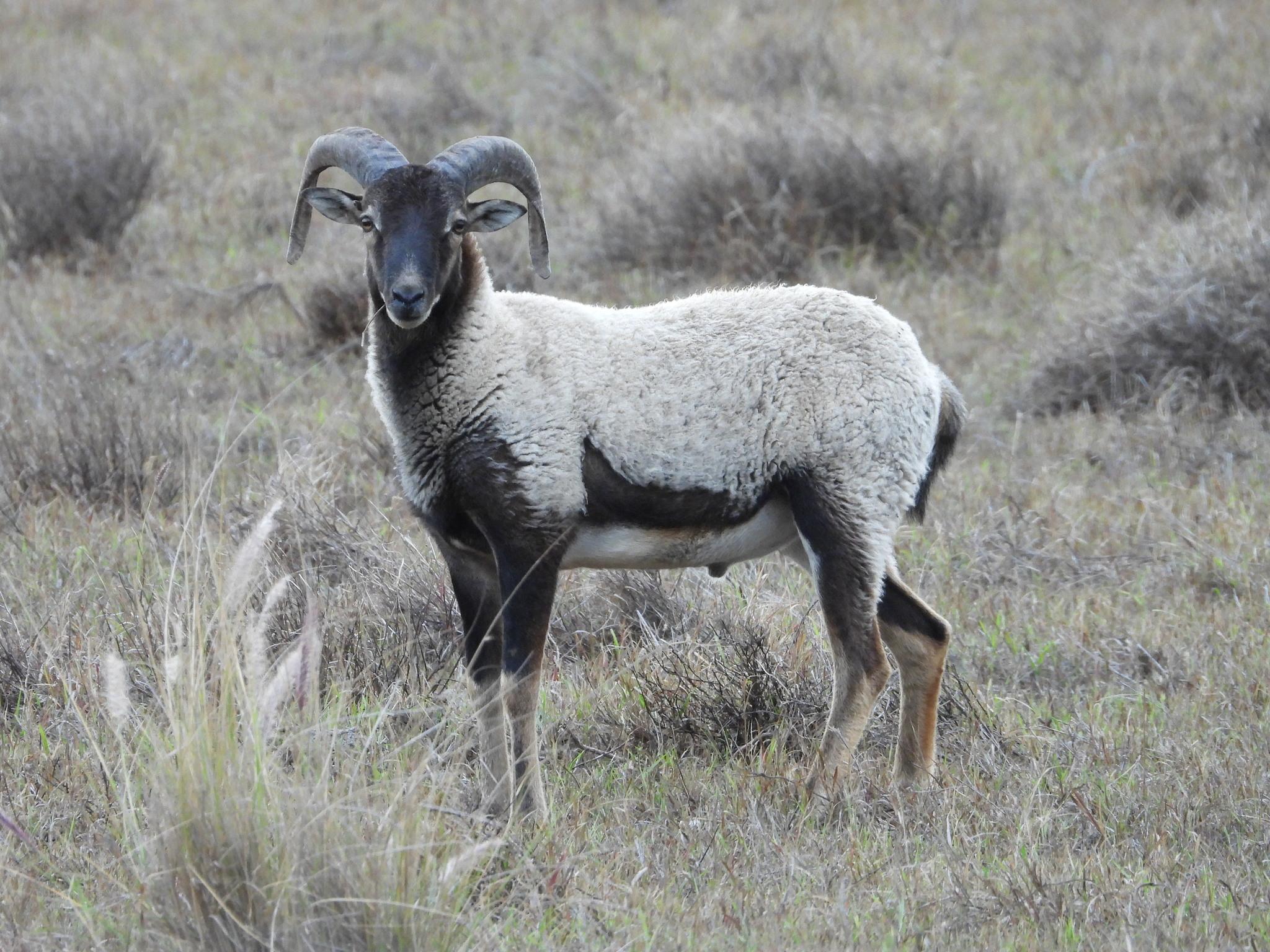 Borrego Doméstico