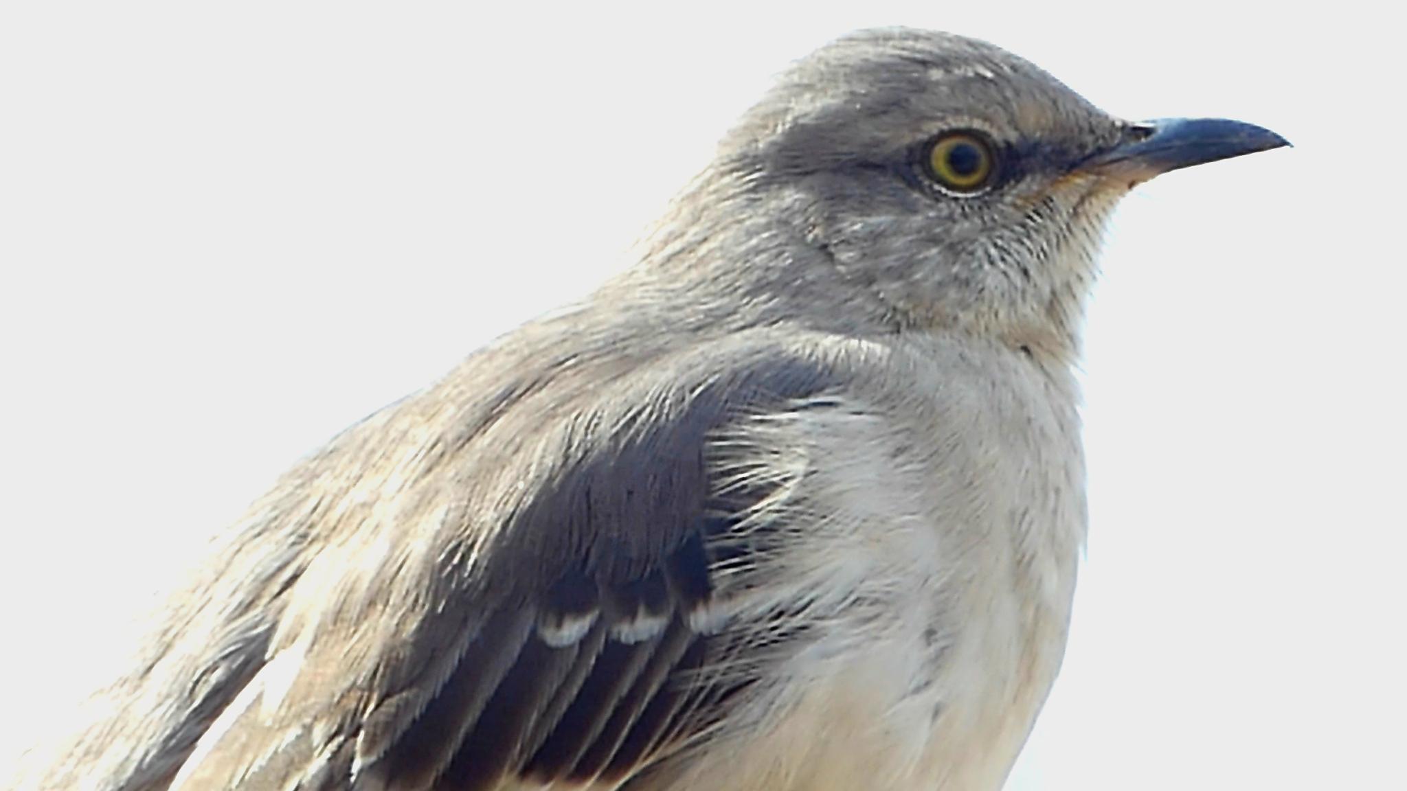 Northern Mockingbird
