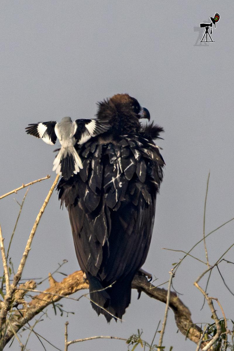 Great Gray Shrike