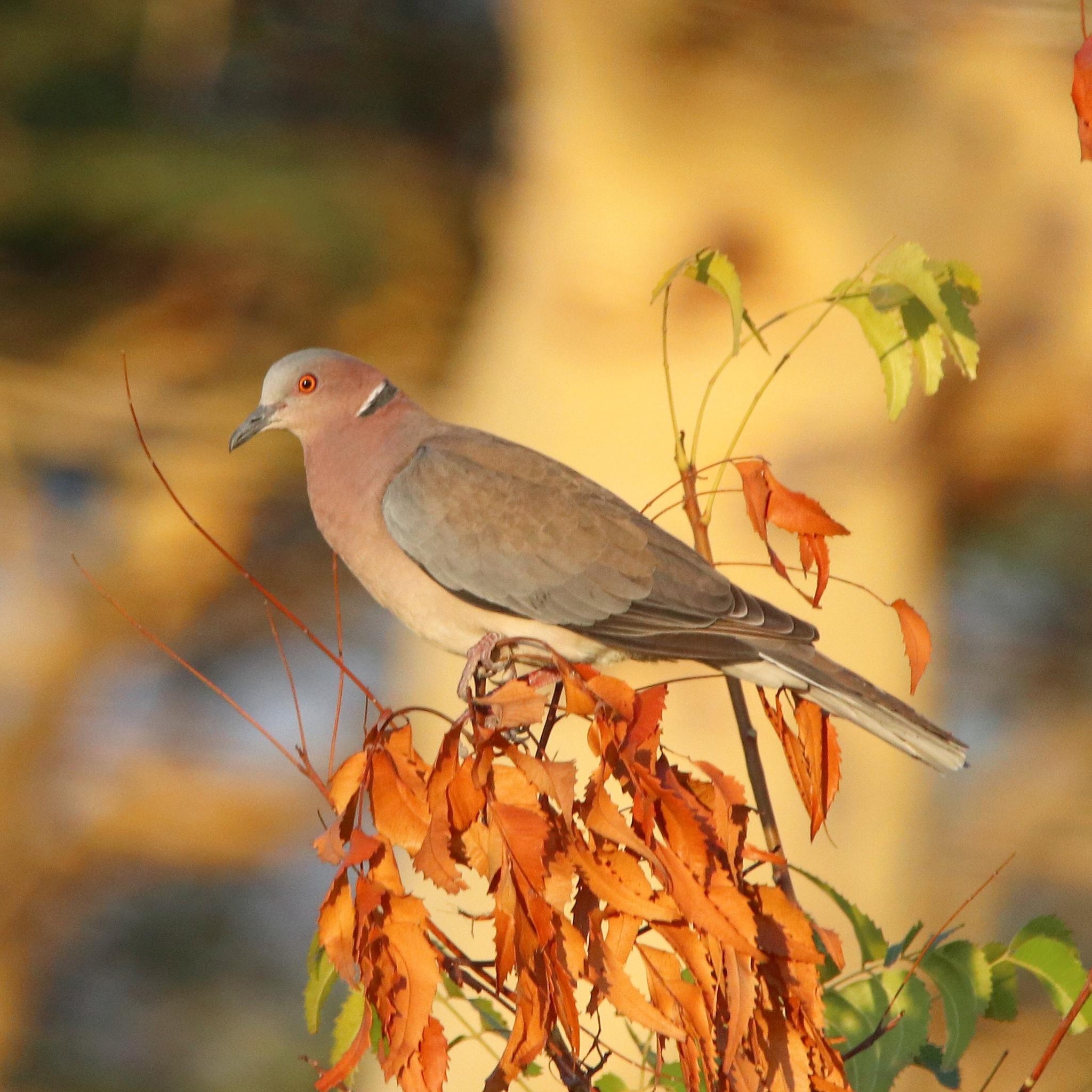 Sunda Collared-Dove
