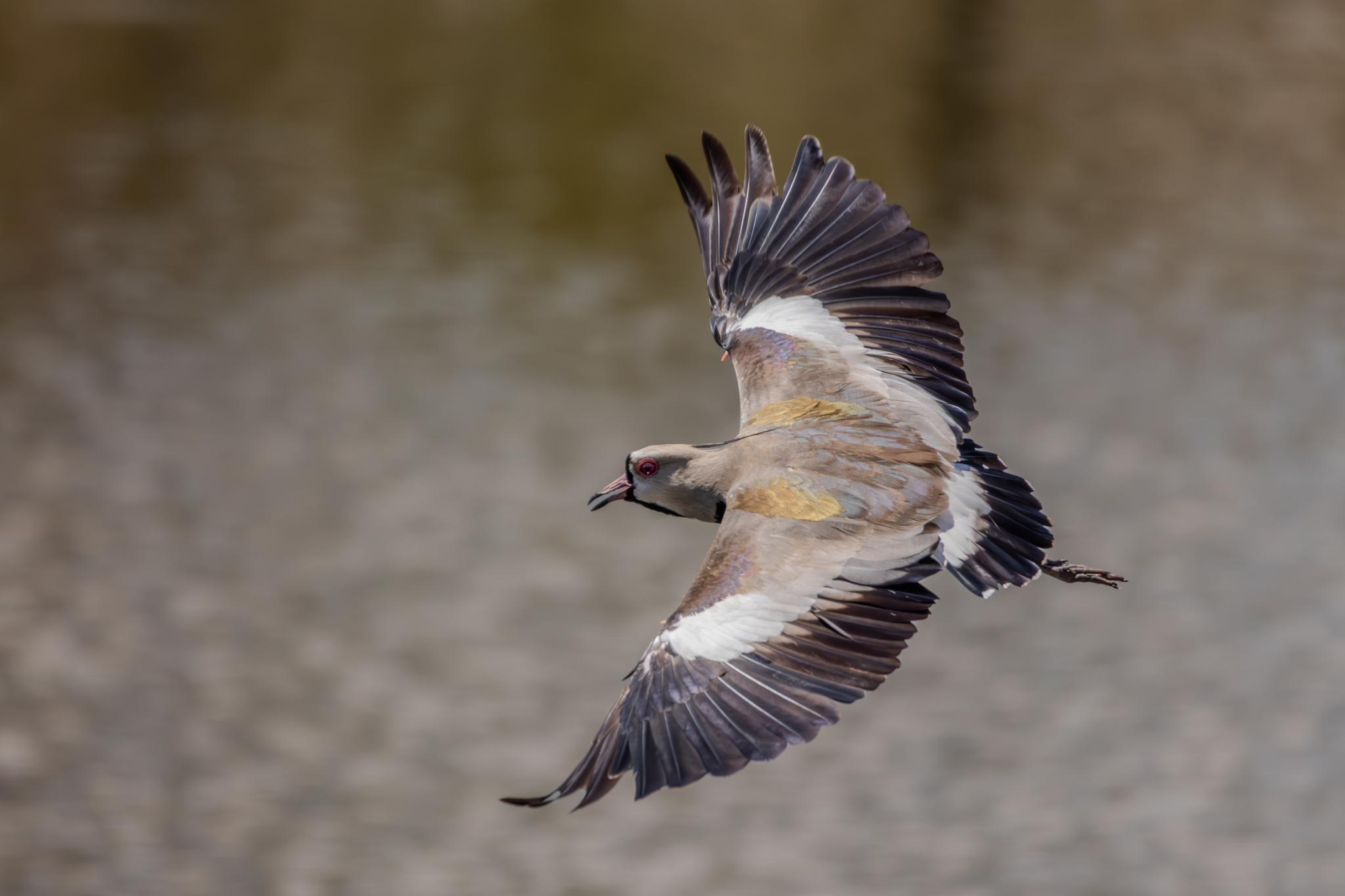 Southern Lapwing