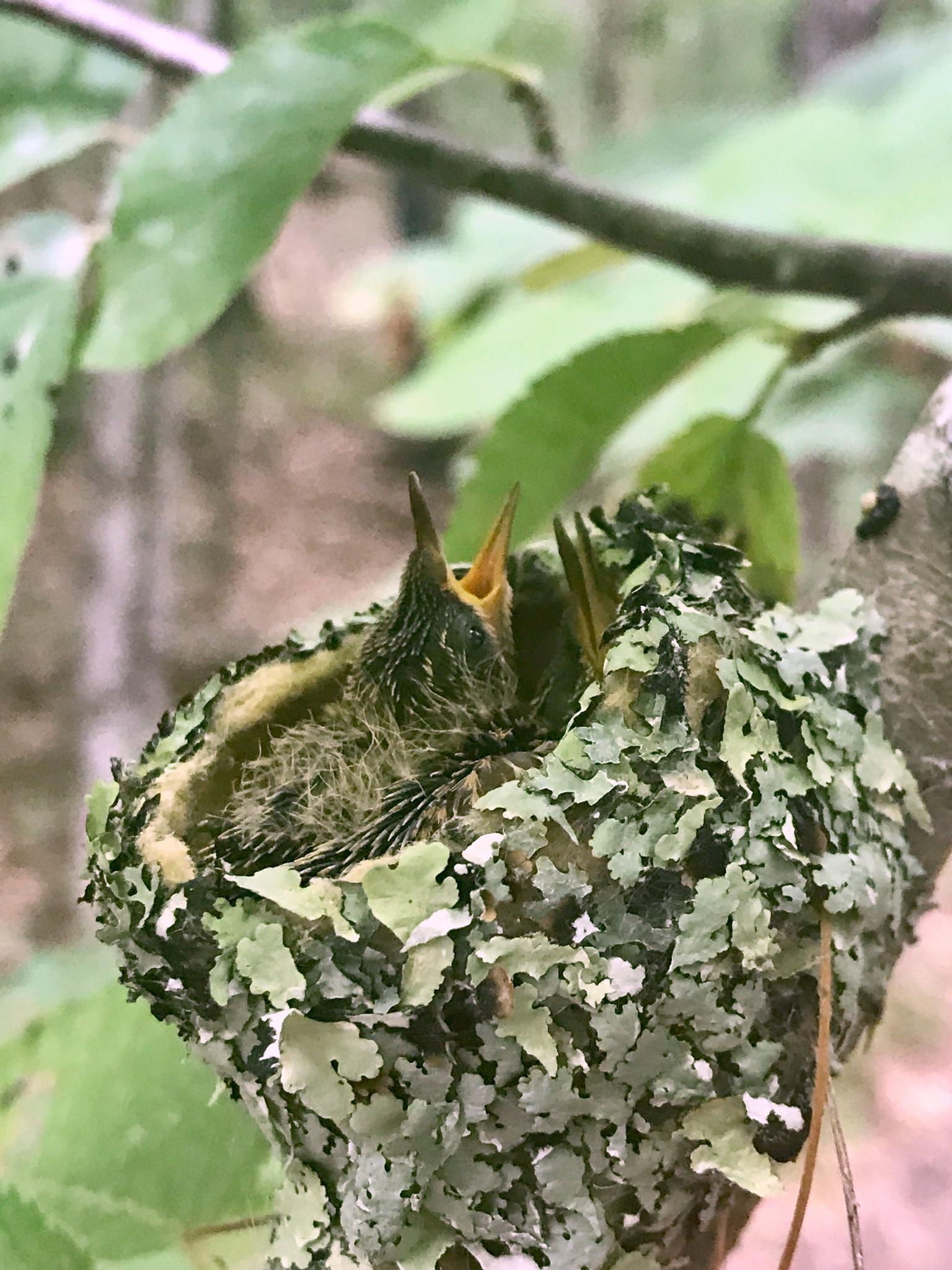 Trochilinae