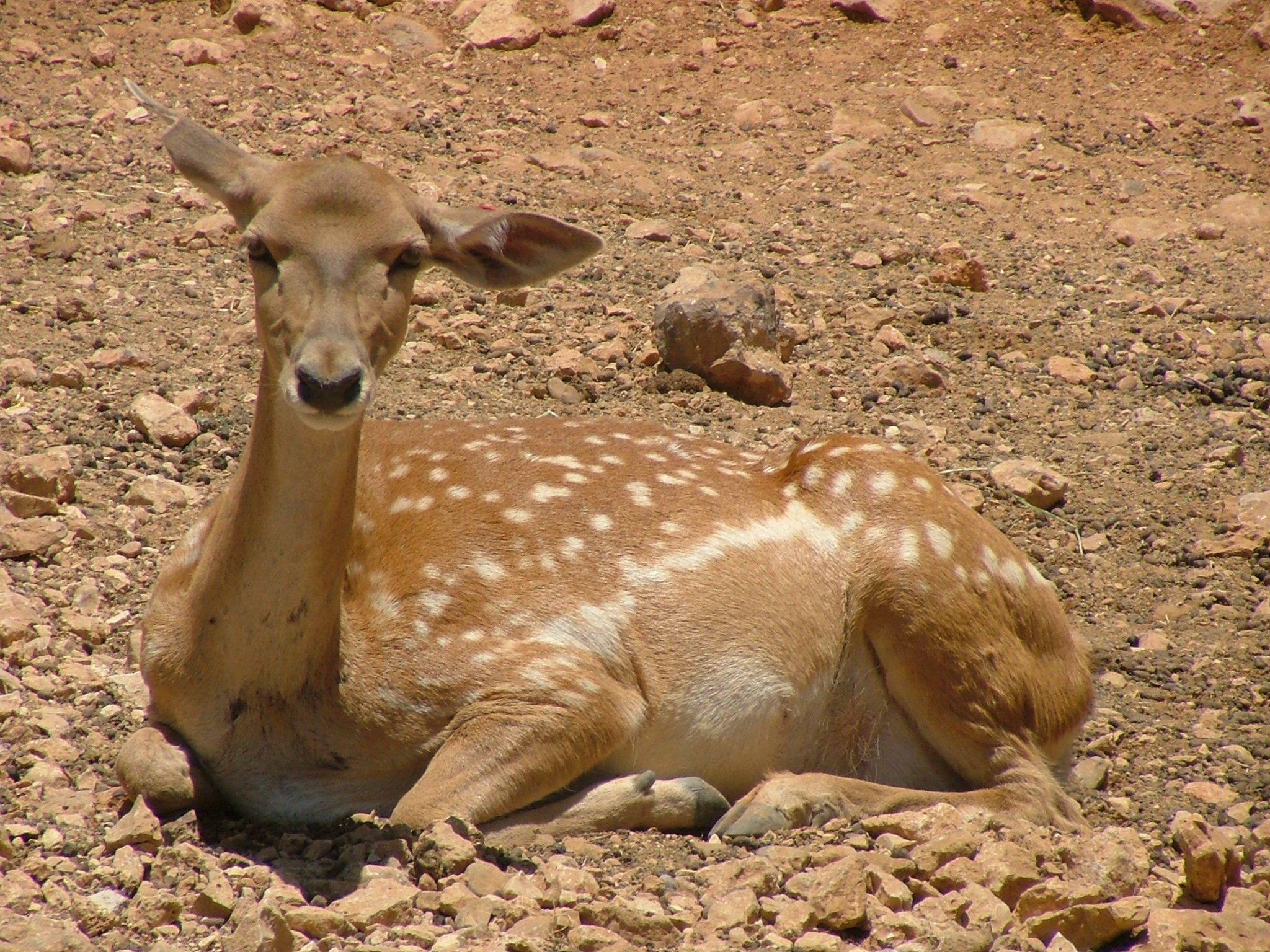 Gamo de Mesopotamia