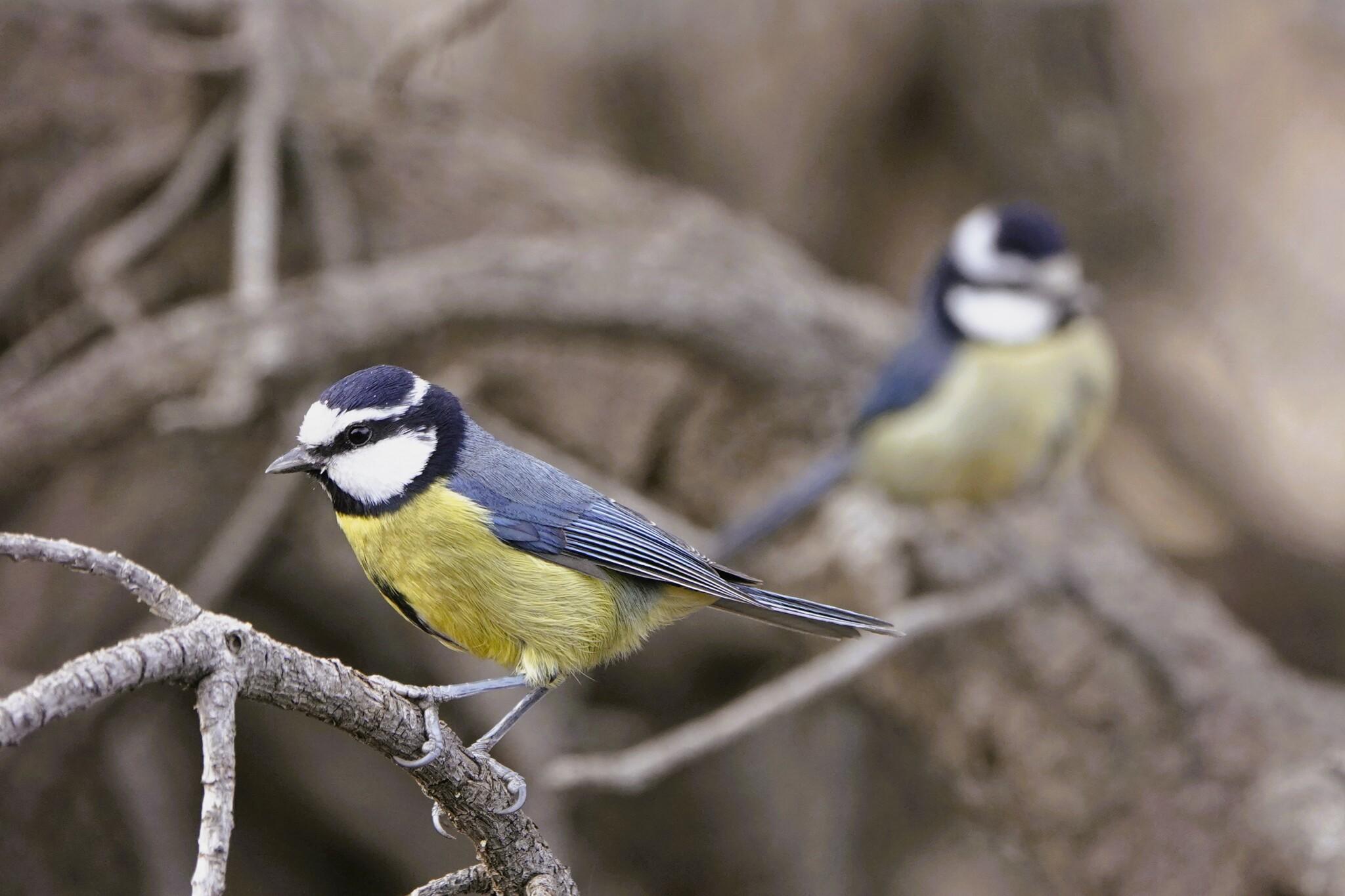 African Blue Tit