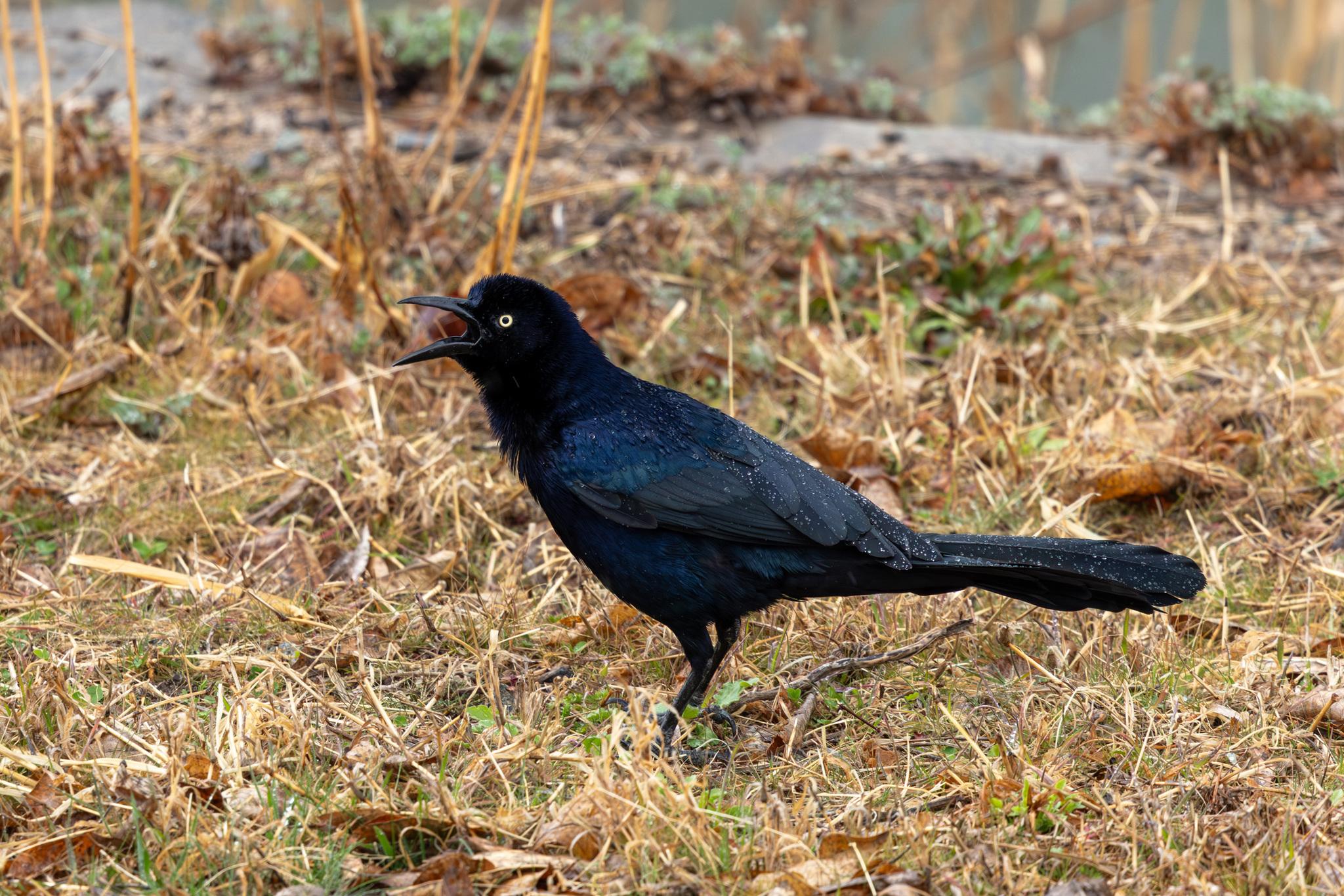 Perching Birds