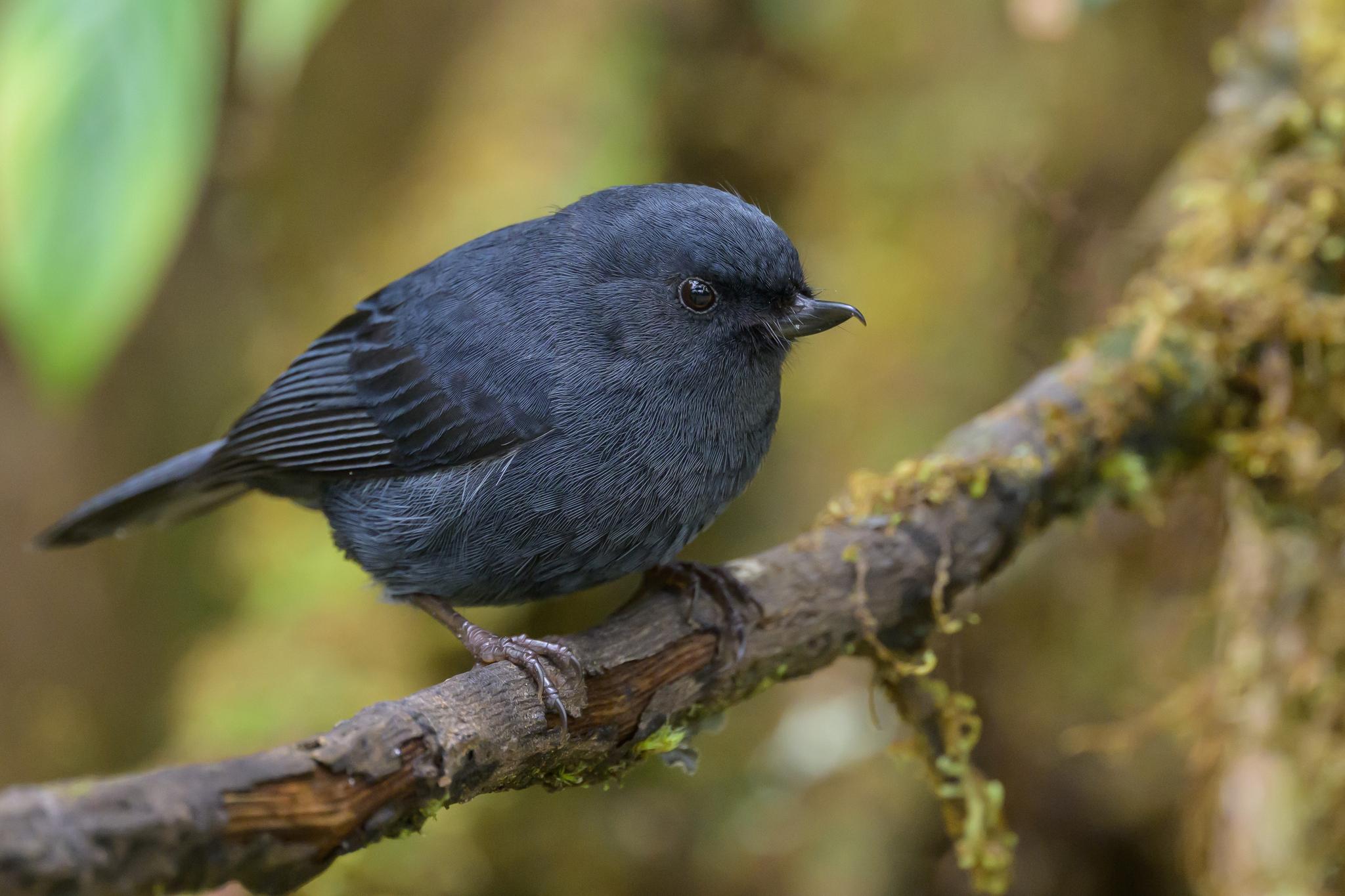 White-sided Flowerpiercer