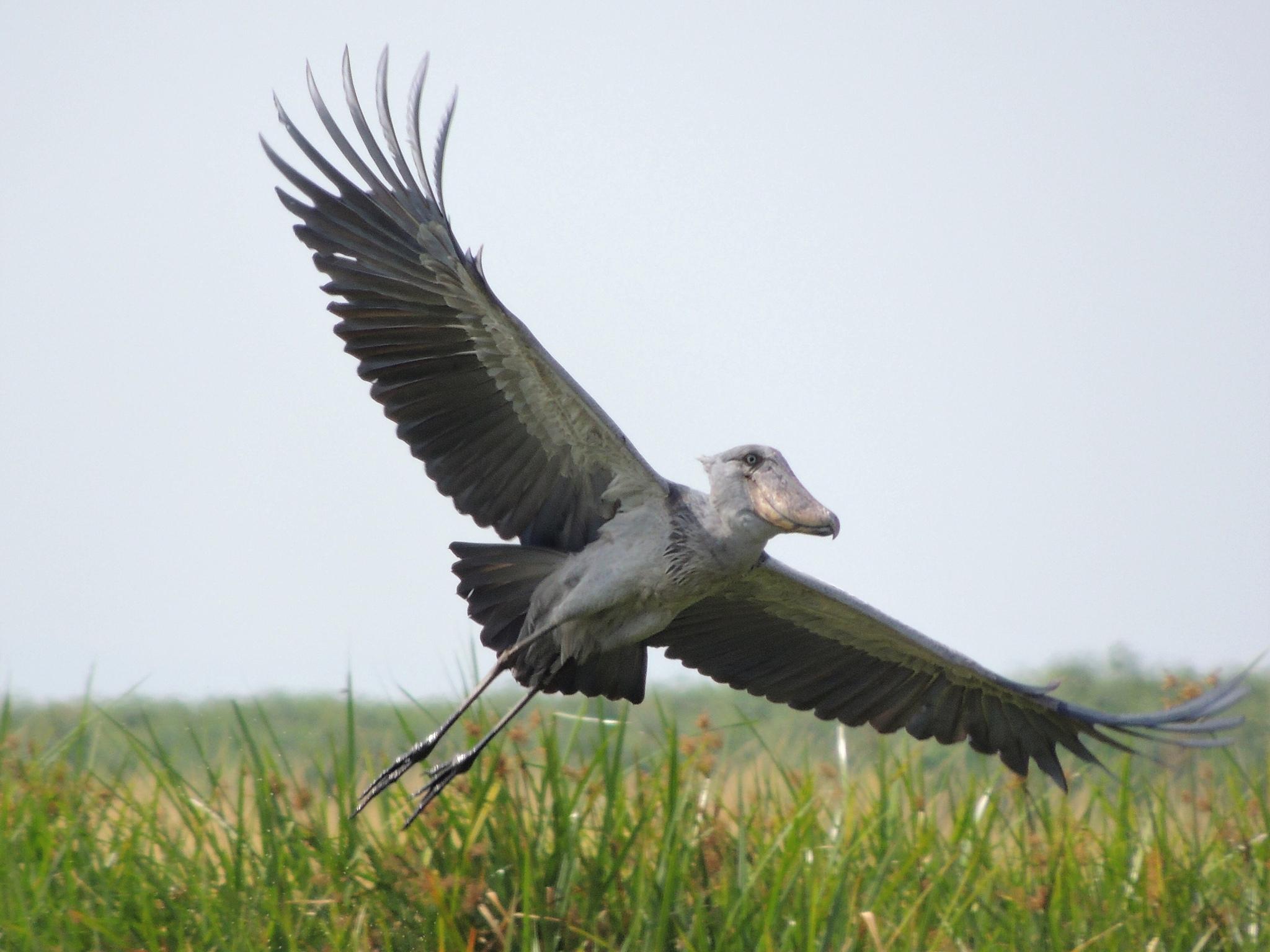 Pelícanos, garzas, ibis y parientes