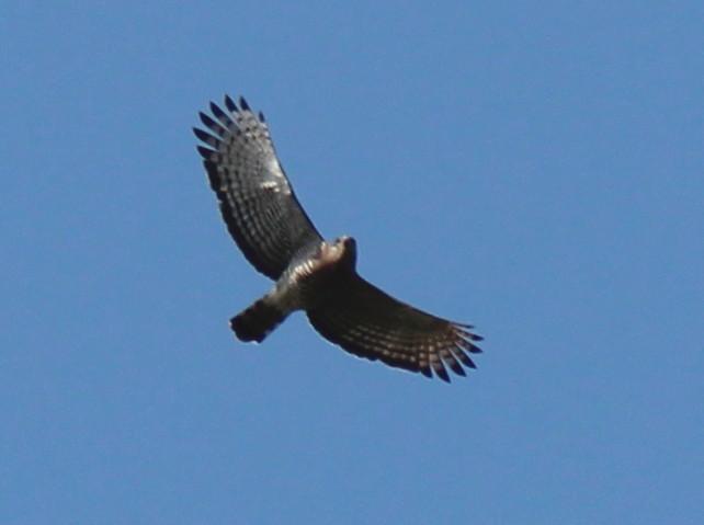 Culebrera barreada