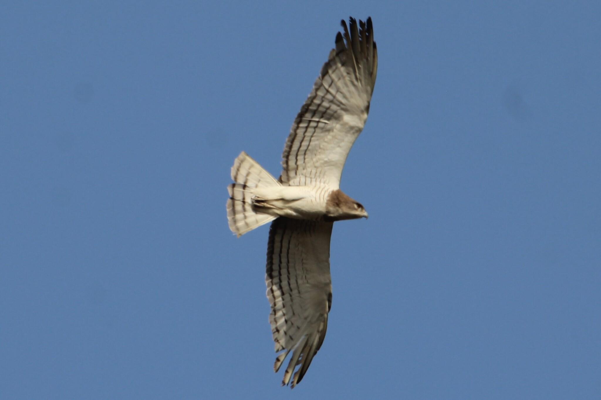 Culebrera sudanesa
