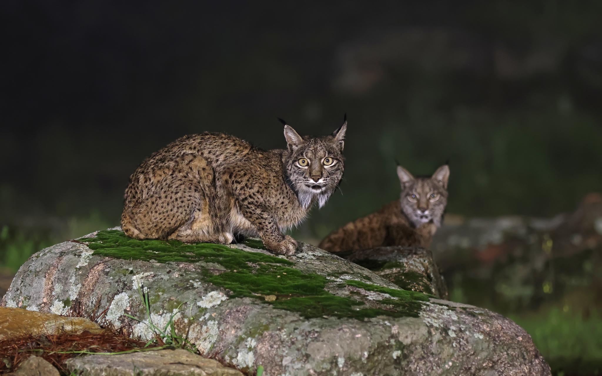 Iberian Lynx