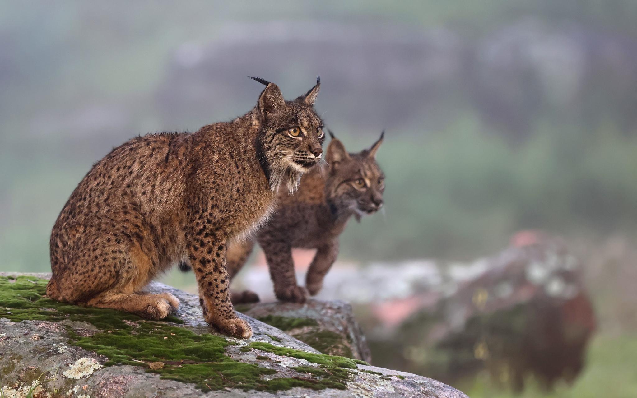 Iberian Lynx