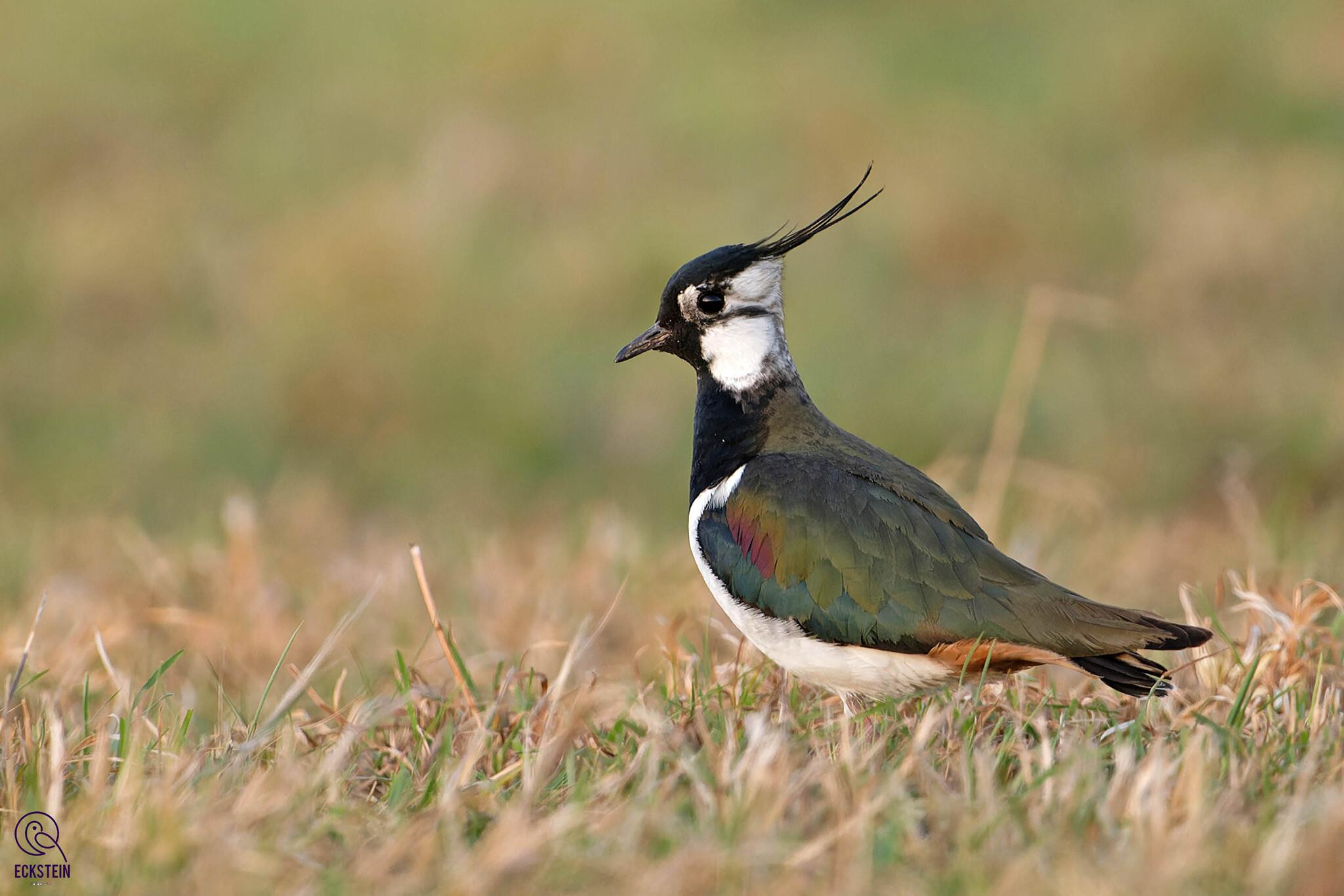 Avefría europea