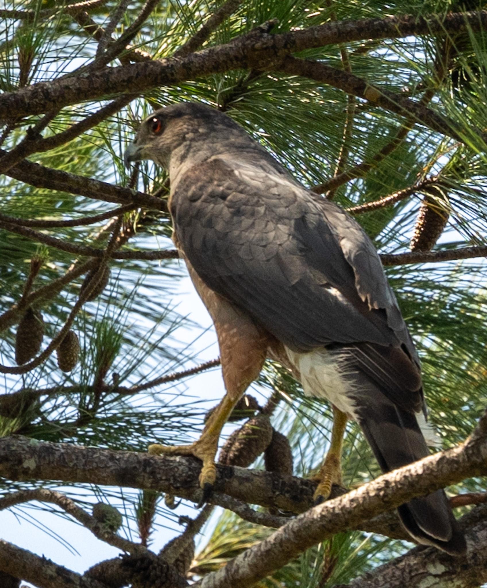 Gundlach's Hawk