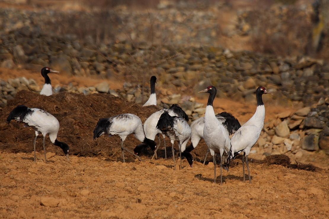 Grulla Cuellinegra
