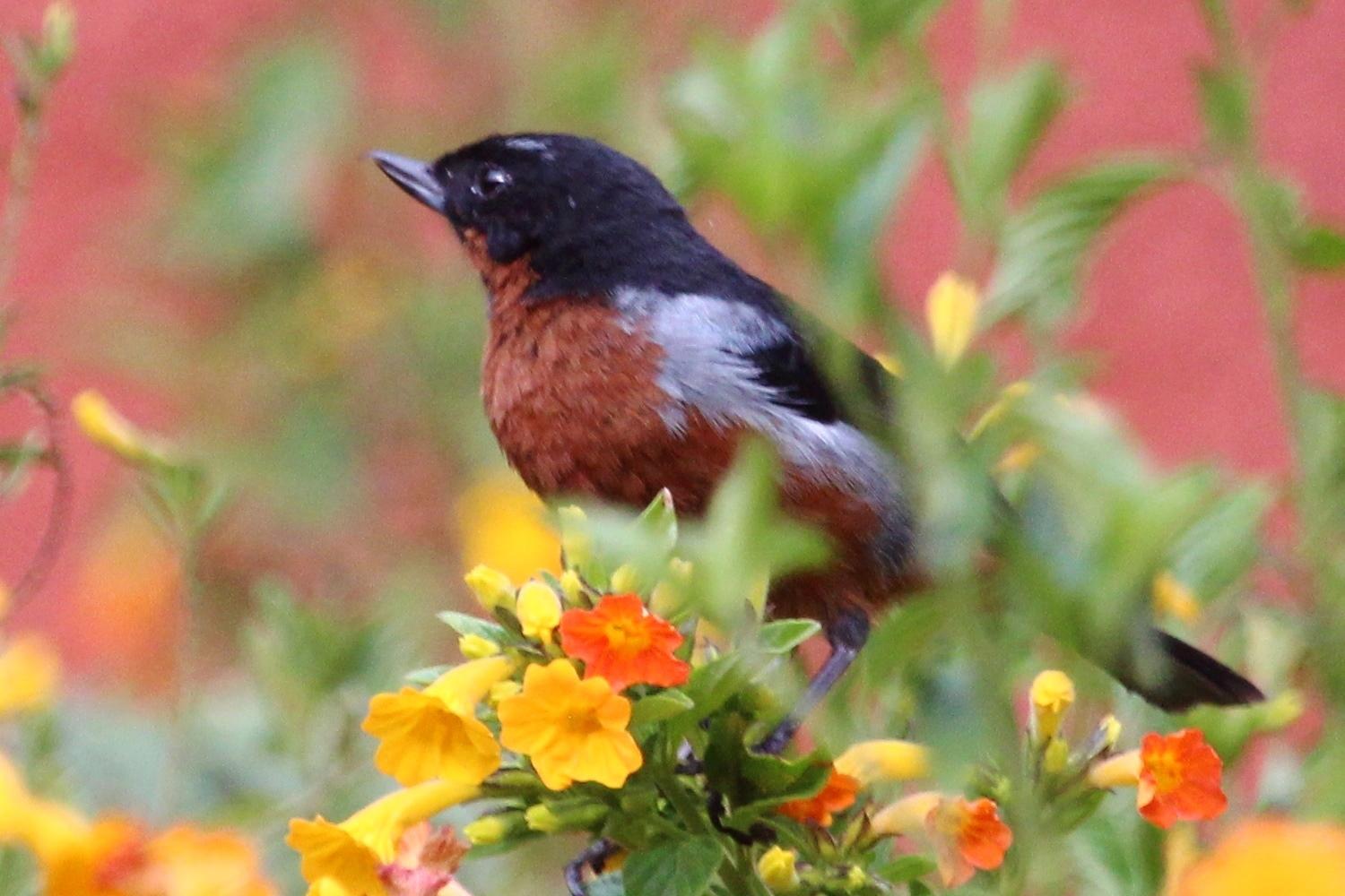 Black-throated Flowerpiercer