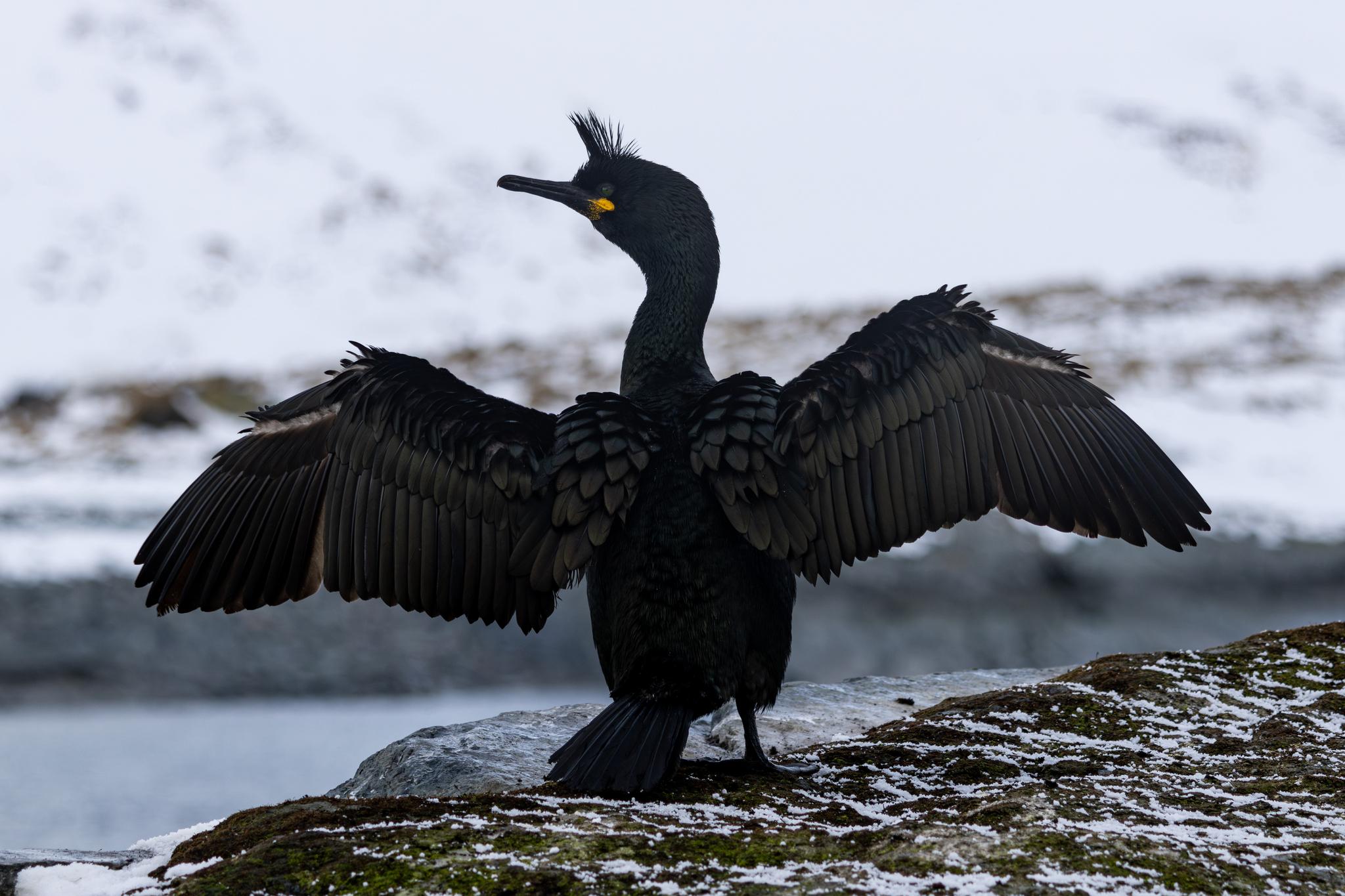 Cormorán moñudo