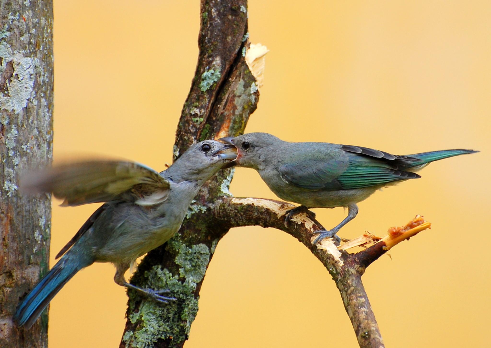 Sayaca Tanager