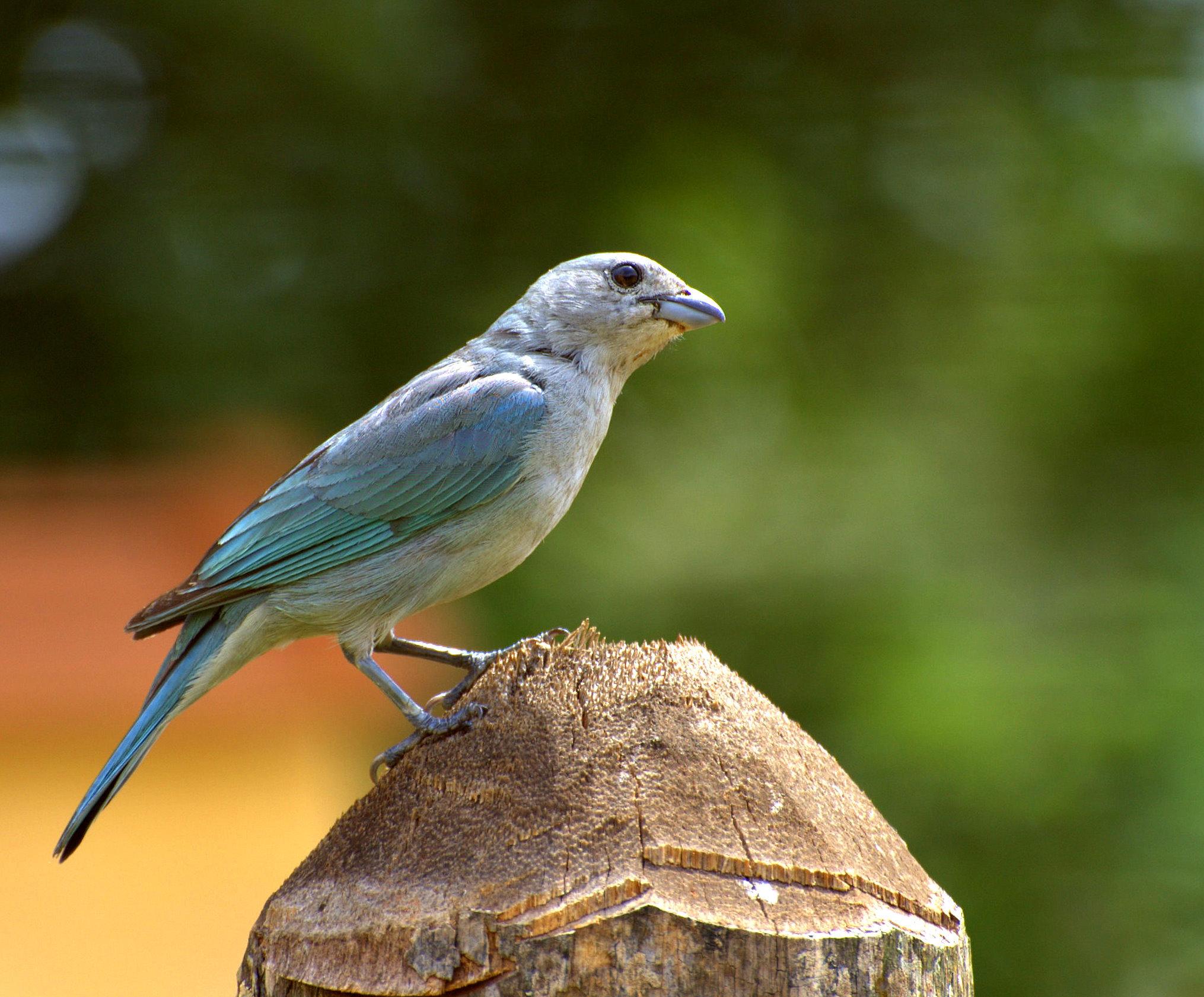 Sayaca Tanager