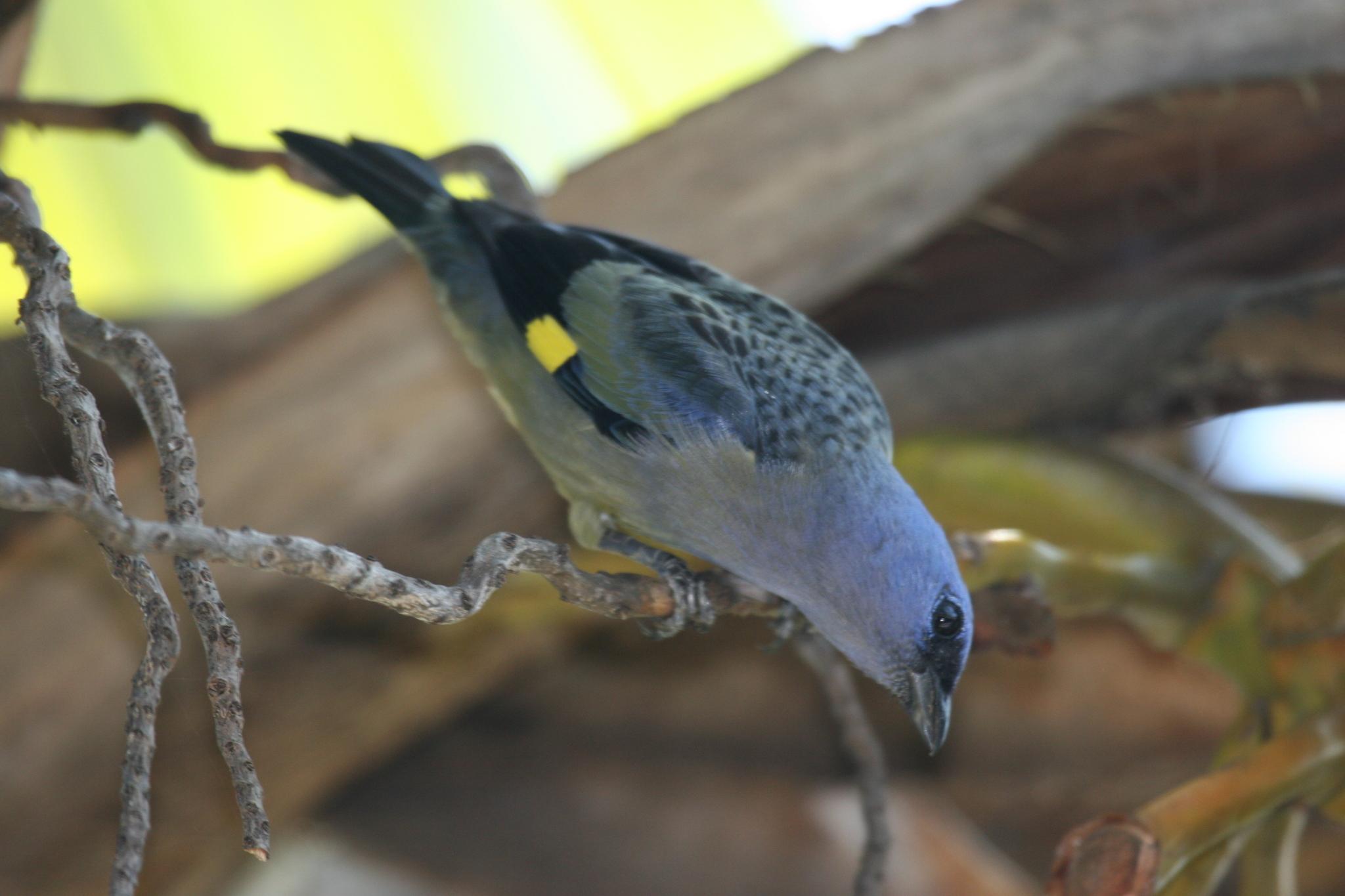Yellow-winged Tanager